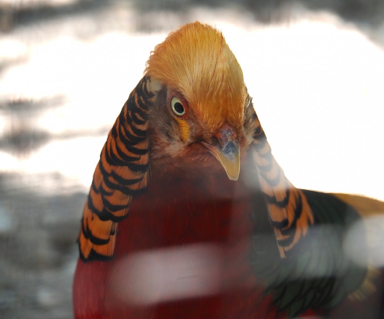 Golden pheasant (Chrysolophus pictus), 2025-04-12