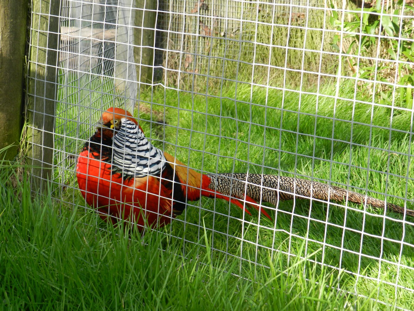 Golden Pheasant (Chrysolophus pictus) at Hobbledown Adventure Farm Park and Zoo, England