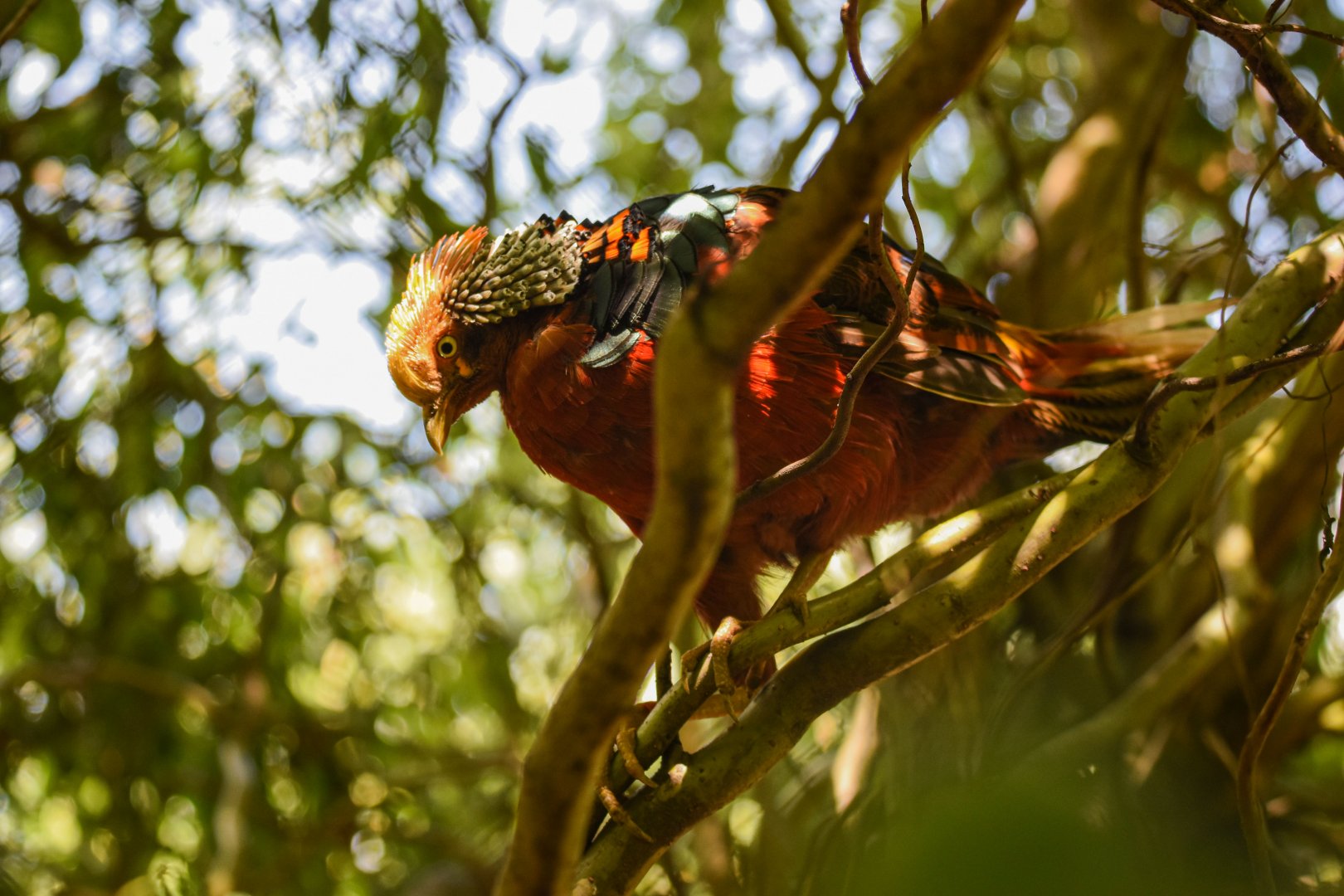 Golden pheasant (Chrysolophus pictus) - Bioparc de Genève
