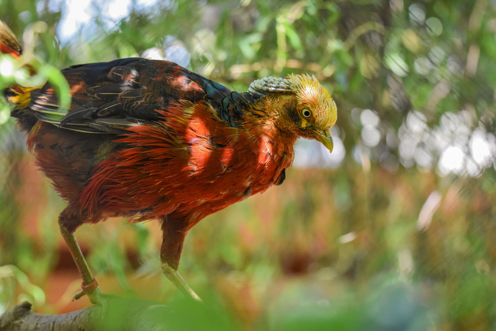 Golden pheasant (Chrysolophus pictus) - Bioparc de Genève