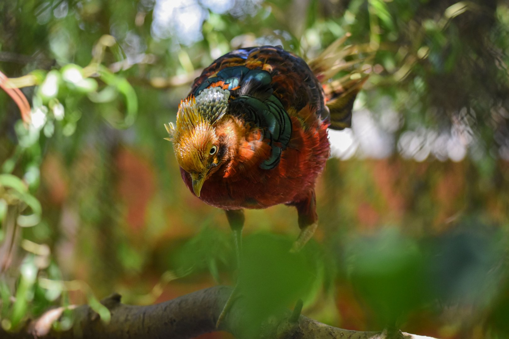 Golden pheasant (Chrysolophus pictus) - Bioparc de Genève