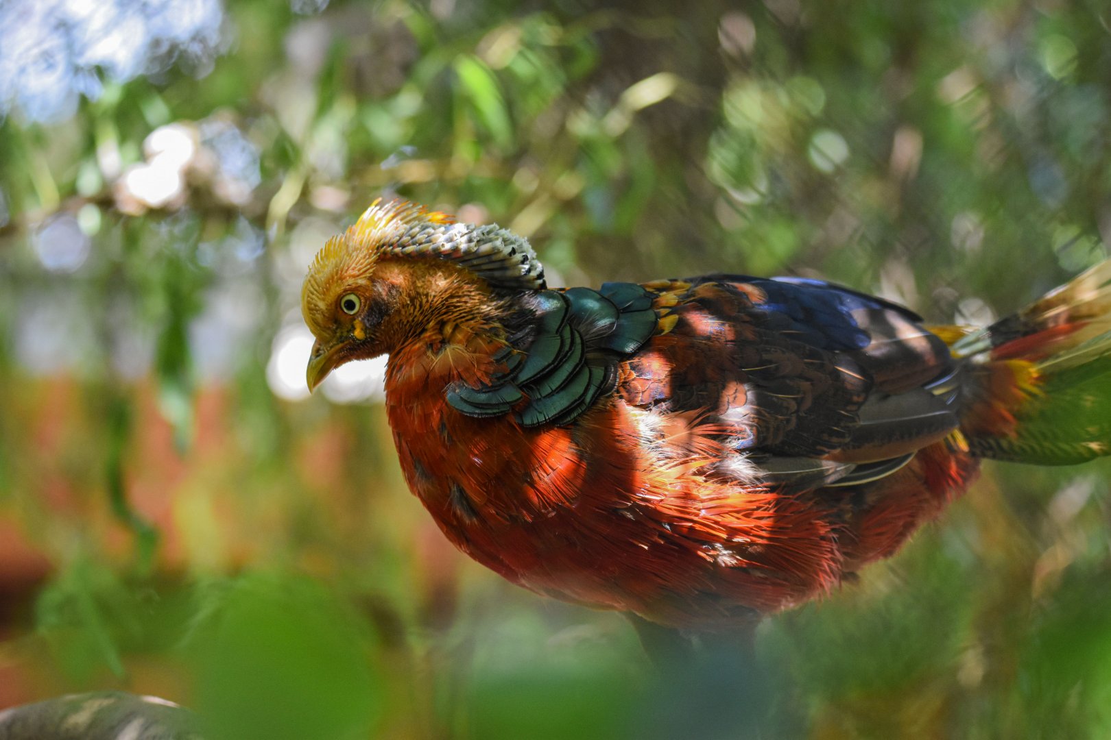 Golden pheasant (Chrysolophus pictus) - Bioparc de Genève