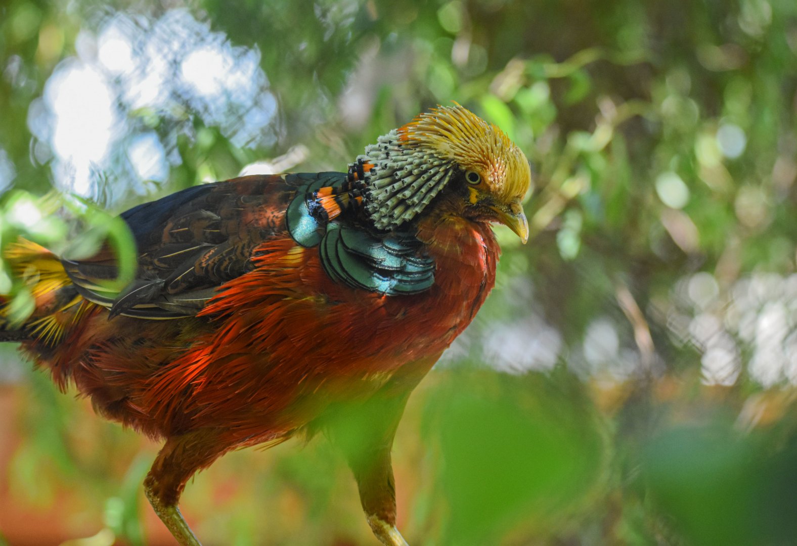 Golden pheasant (Chrysolophus pictus) - Bioparc de Genève