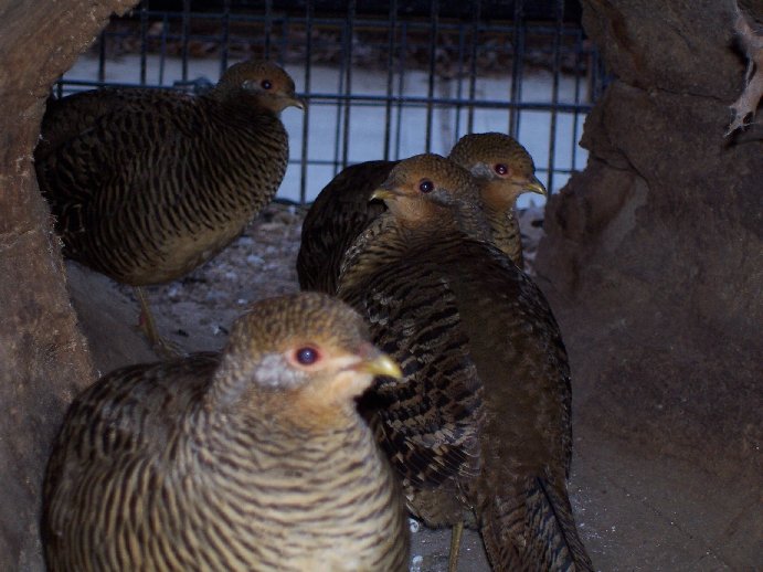 Golden Pheasant (Chrysolophus pictus)