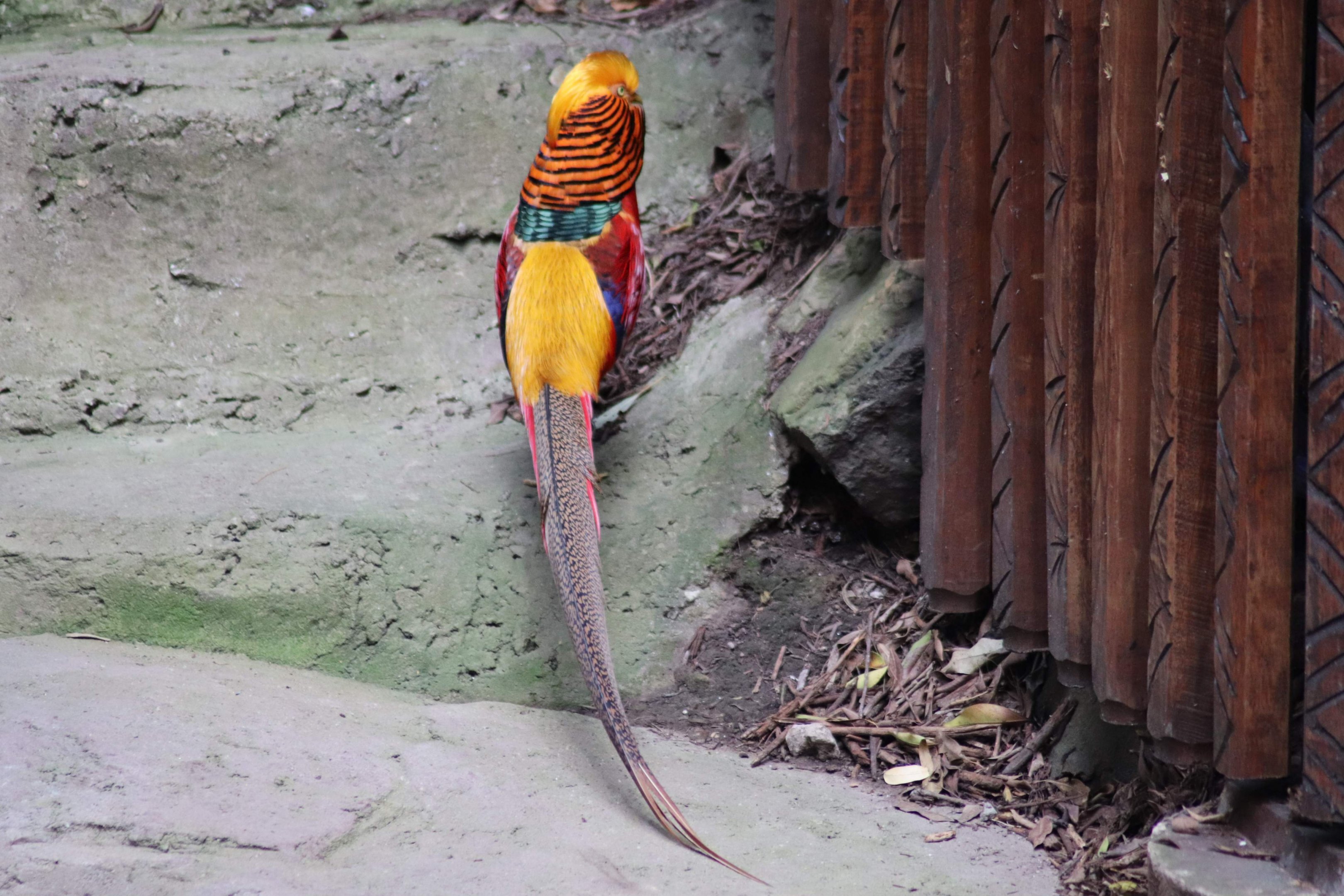 Golden Pheasant (Chrysolophus pictus)
