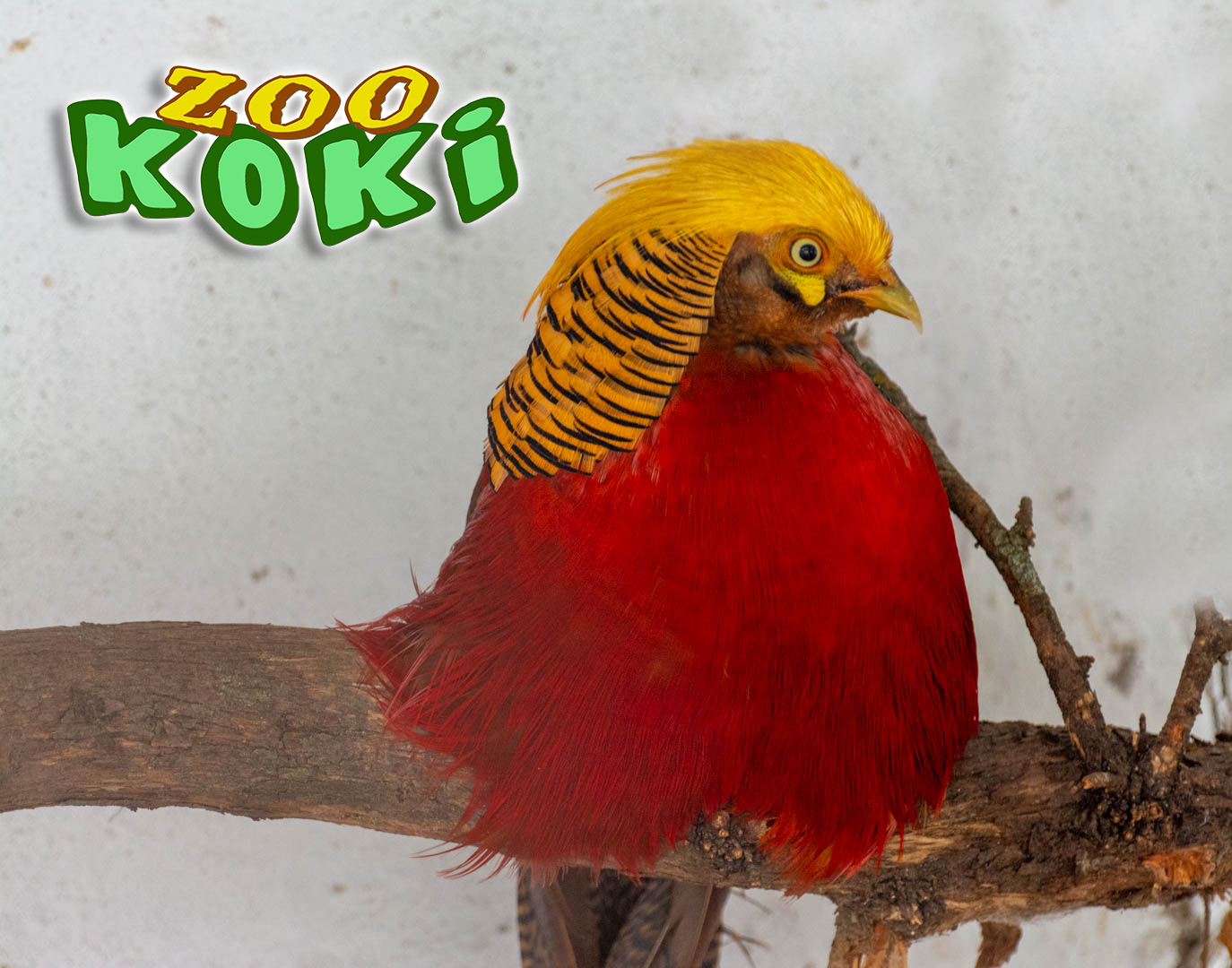 Golden pheasant (Chrysolophus pictus)