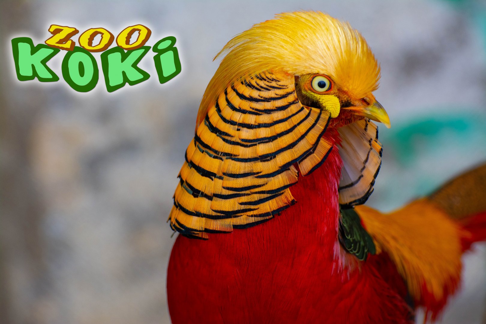 Golden pheasant (Chrysolophus pictus)