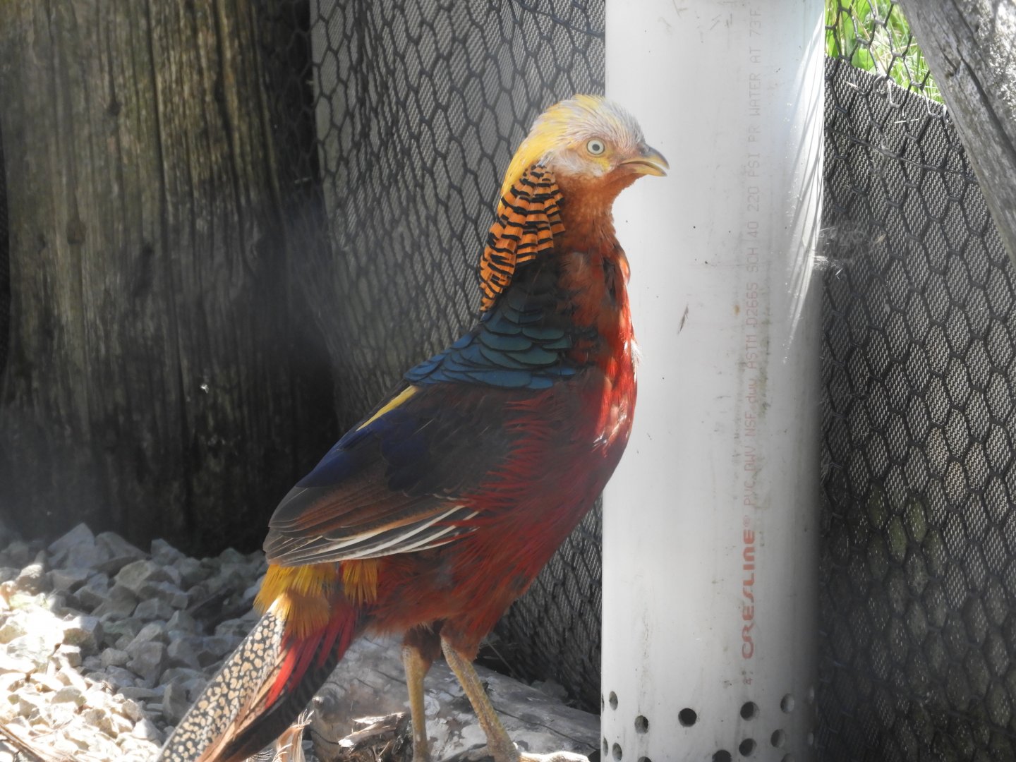 Golden Pheasant (Chrysolophus pictus)