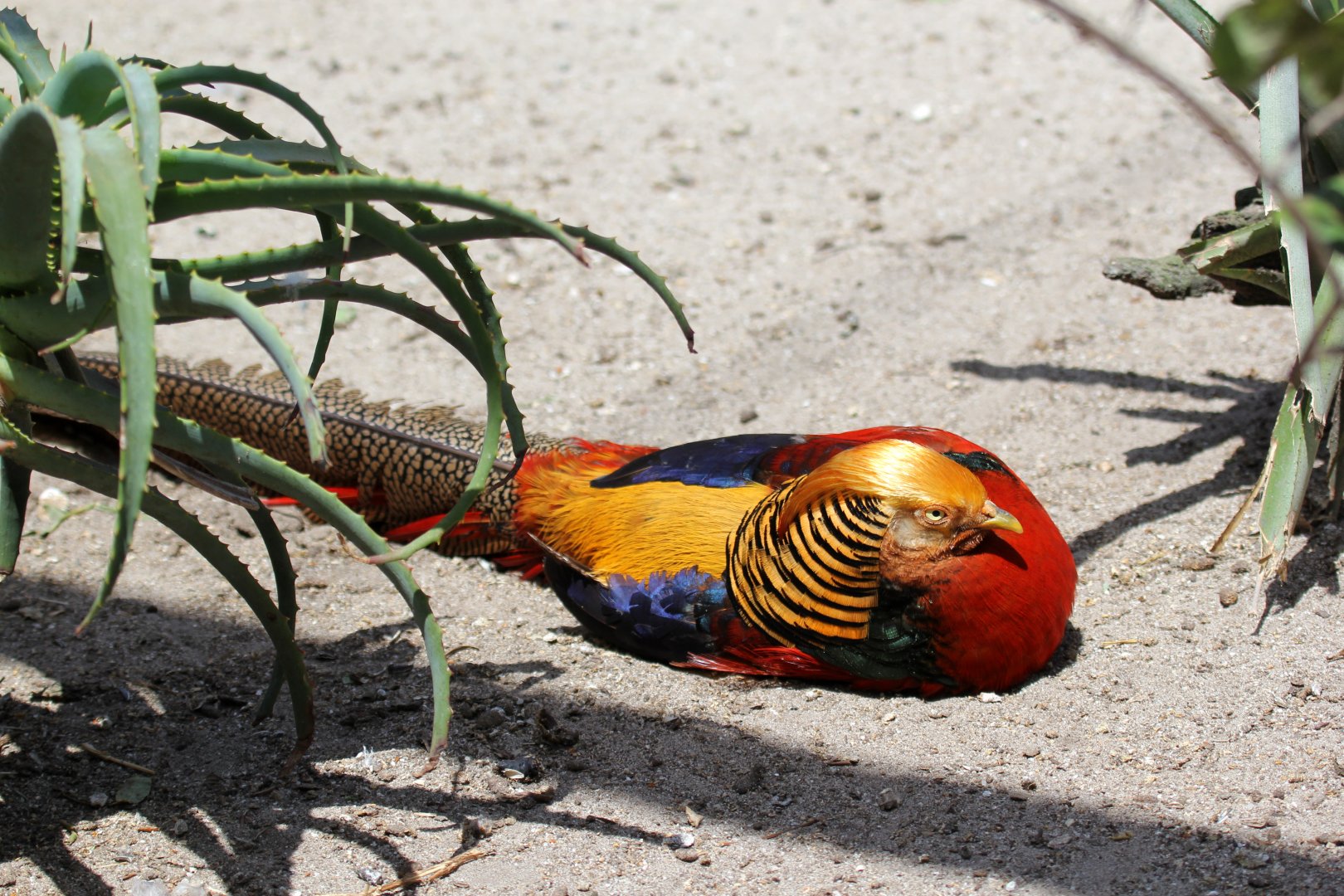 golden pheasant (Chrysolophus pictus)