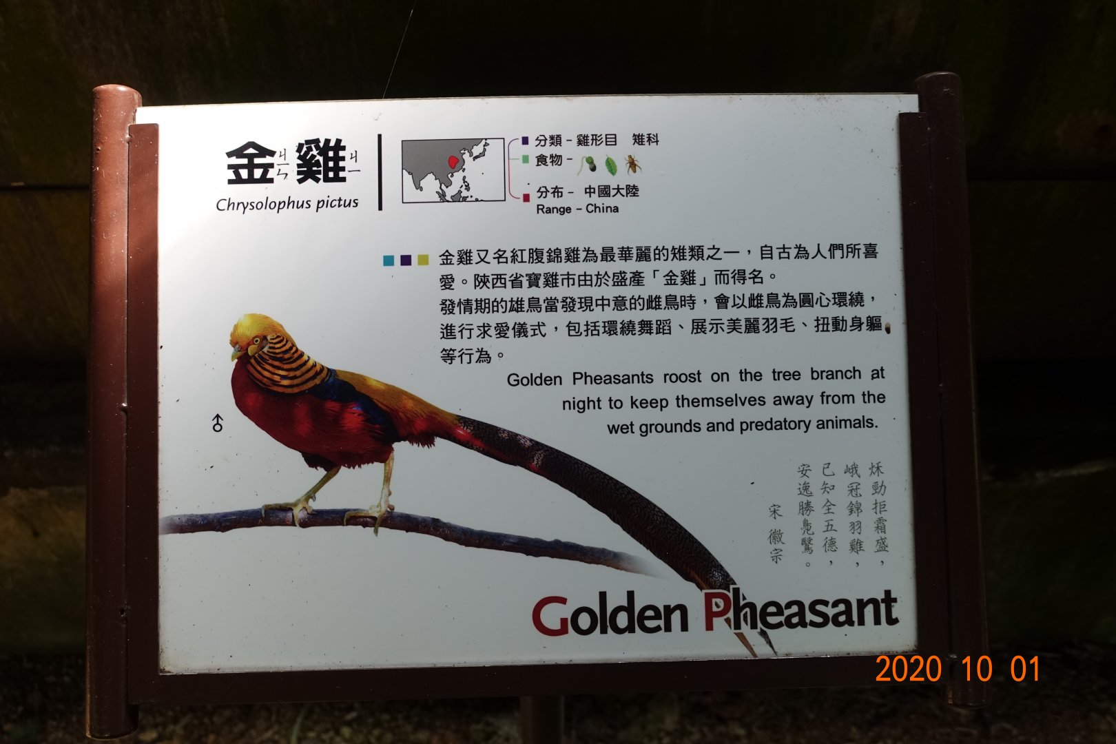 Golden Pheasant (Chrysolophus pictus)
