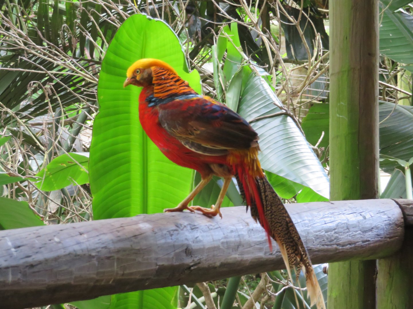 Golden Pheasant (Chrysolophus pictus)