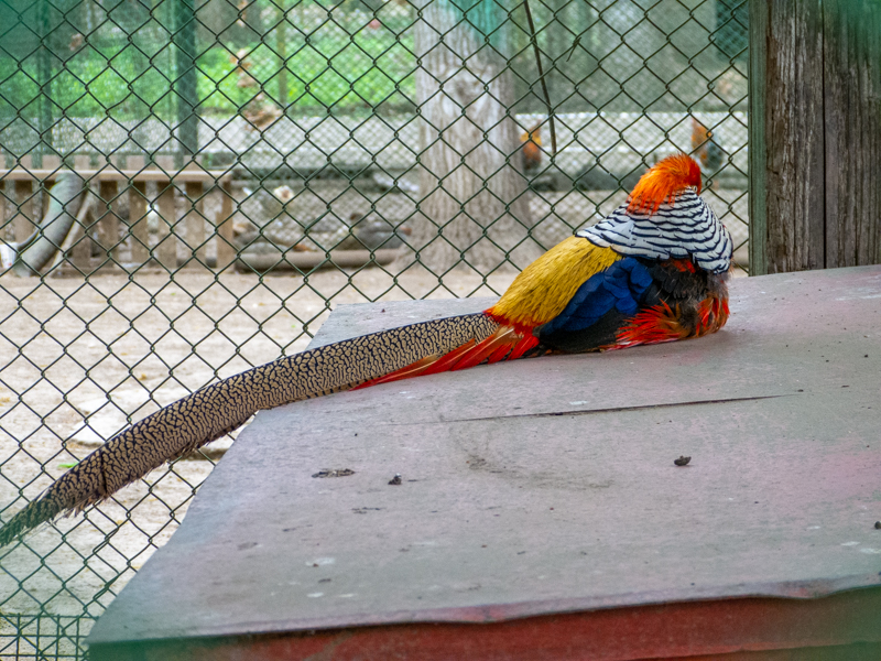 Golden pheasant / Chrysolophus pictus