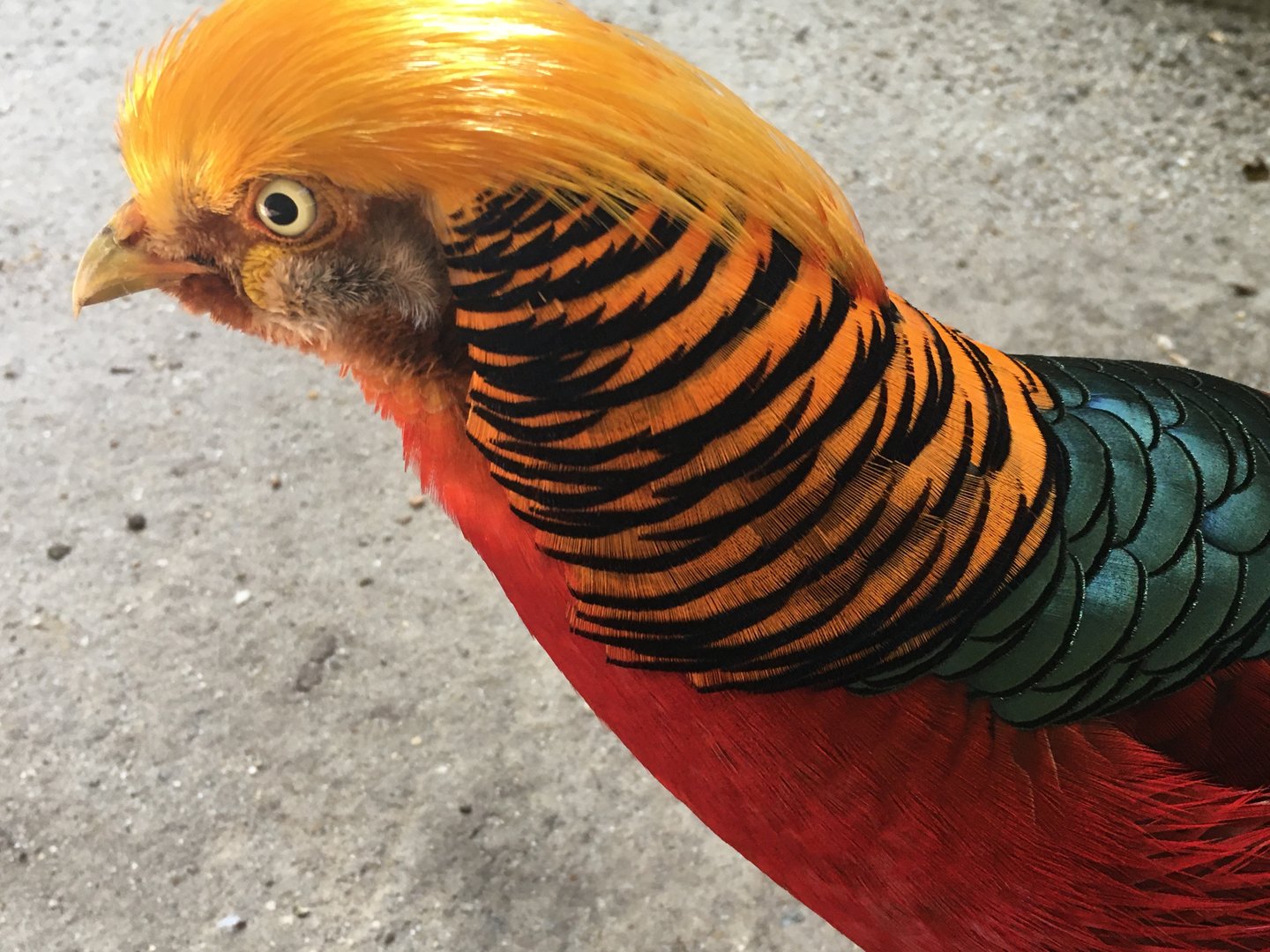 Golden Pheasant (Chrysolophus pictus)