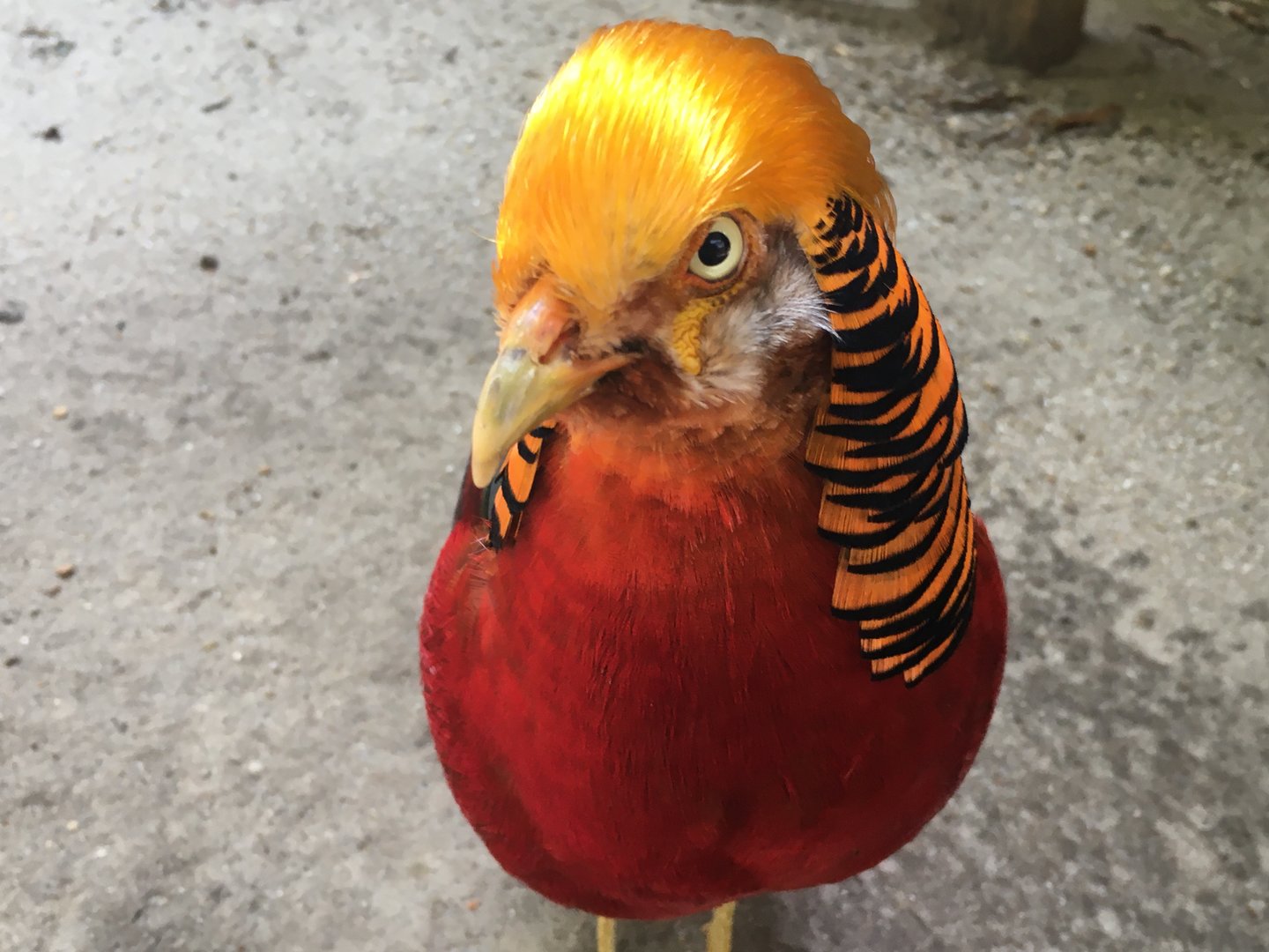 Golden Pheasant (Chrysolophus pictus)