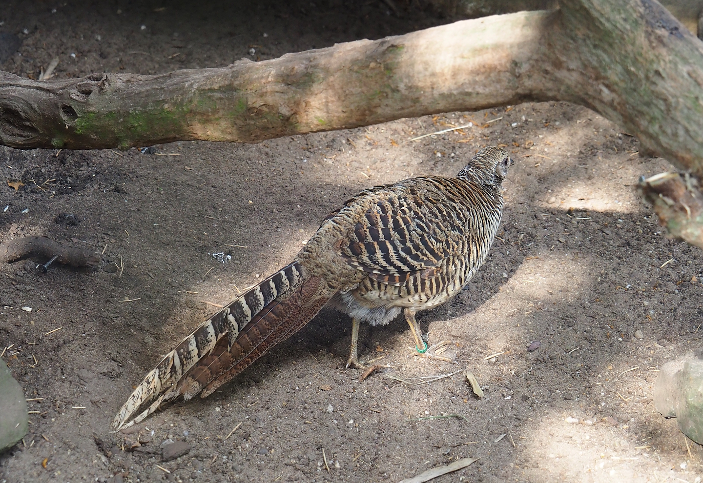 Golden pheasant (Chrysolophus pictus)
