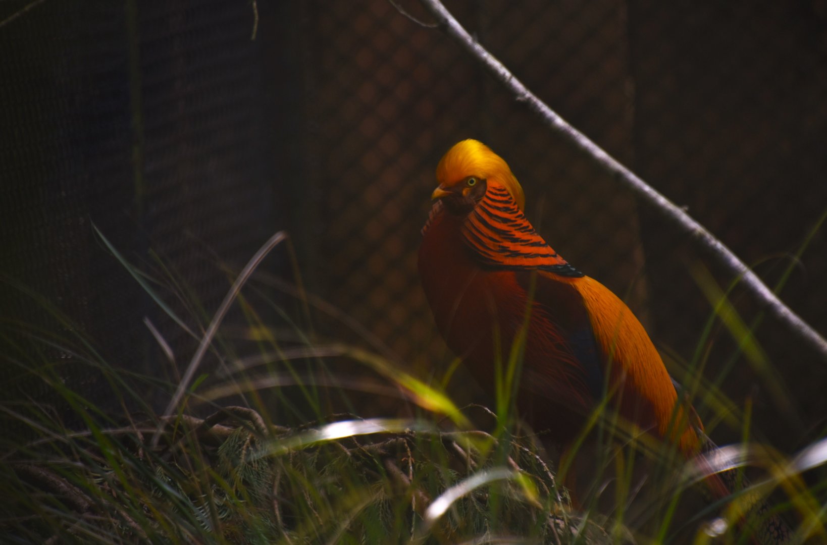 Golden pheasant, Chrysolophus pictus