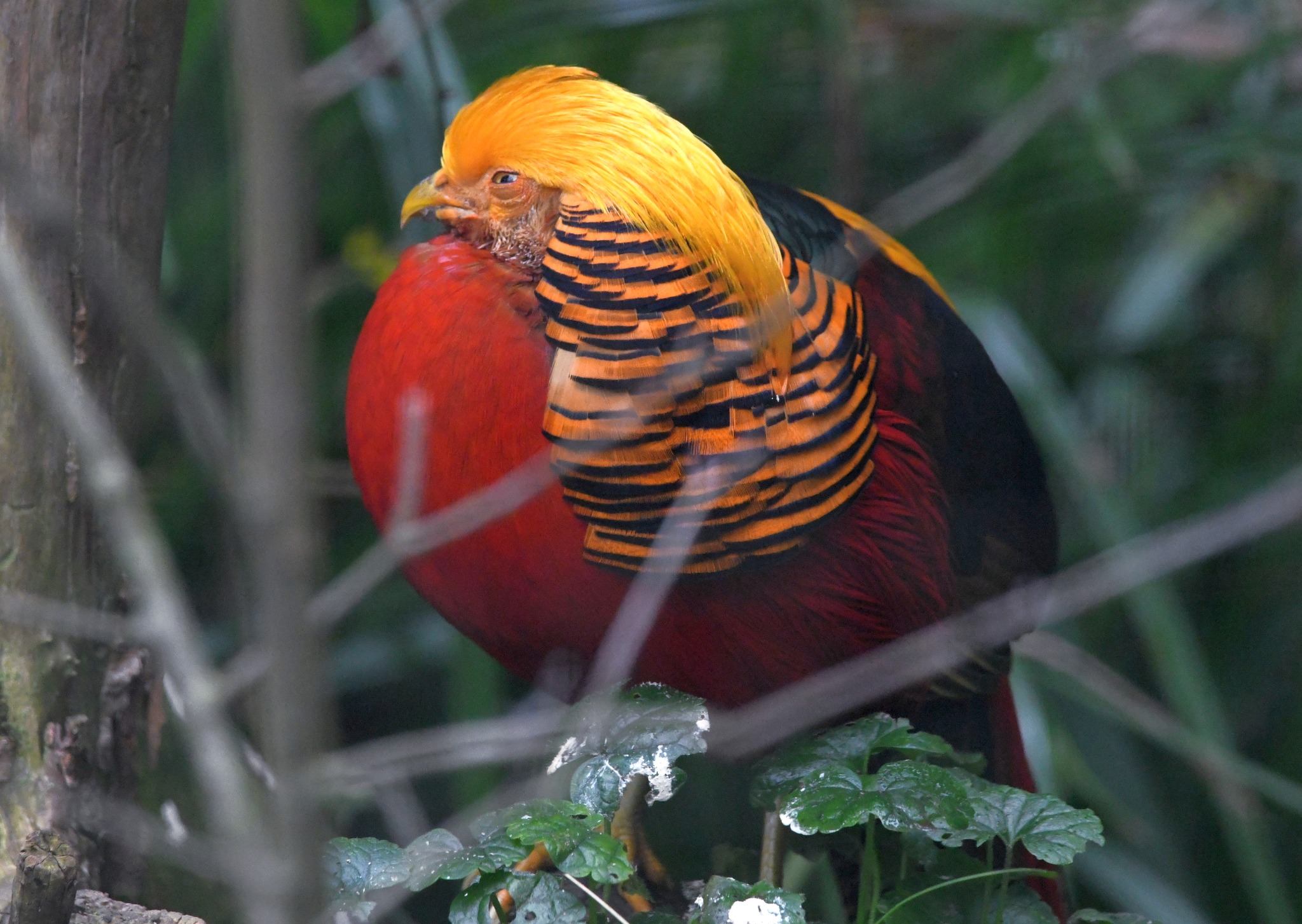 Golden Pheasant - Chrysolophus pictus