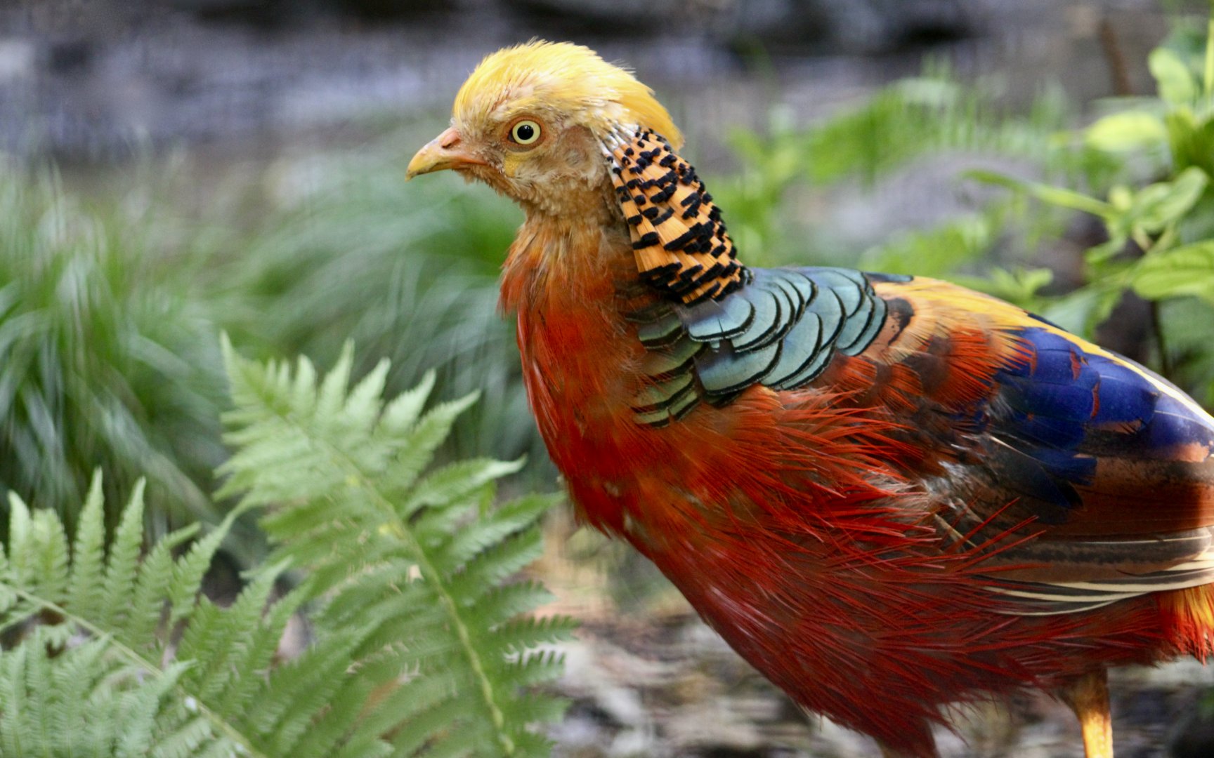 Golden Pheasant (Chrysolophus pictus)