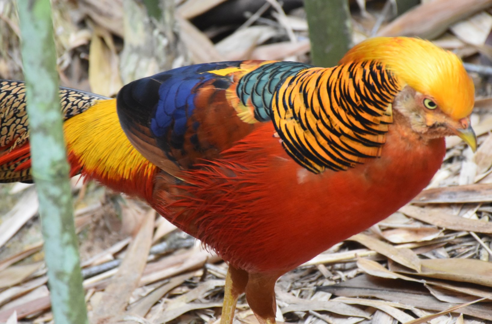 Golden Pheasant (Chrysolophus pictus)