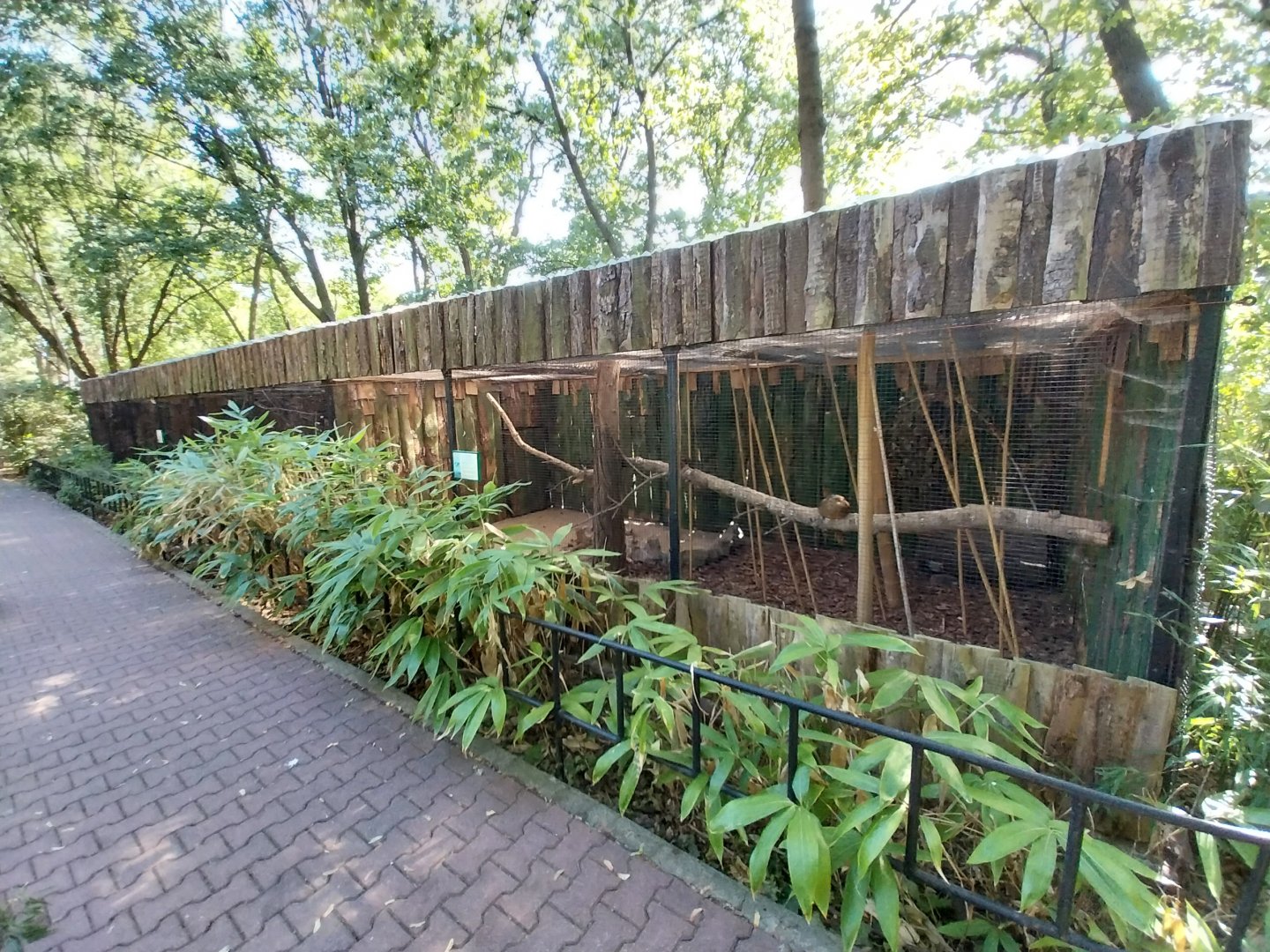 Golden Pheasant (Chrysolophus pictus)