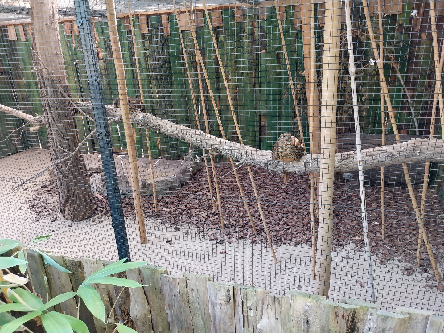 Golden Pheasant (Chrysolophus pictus)