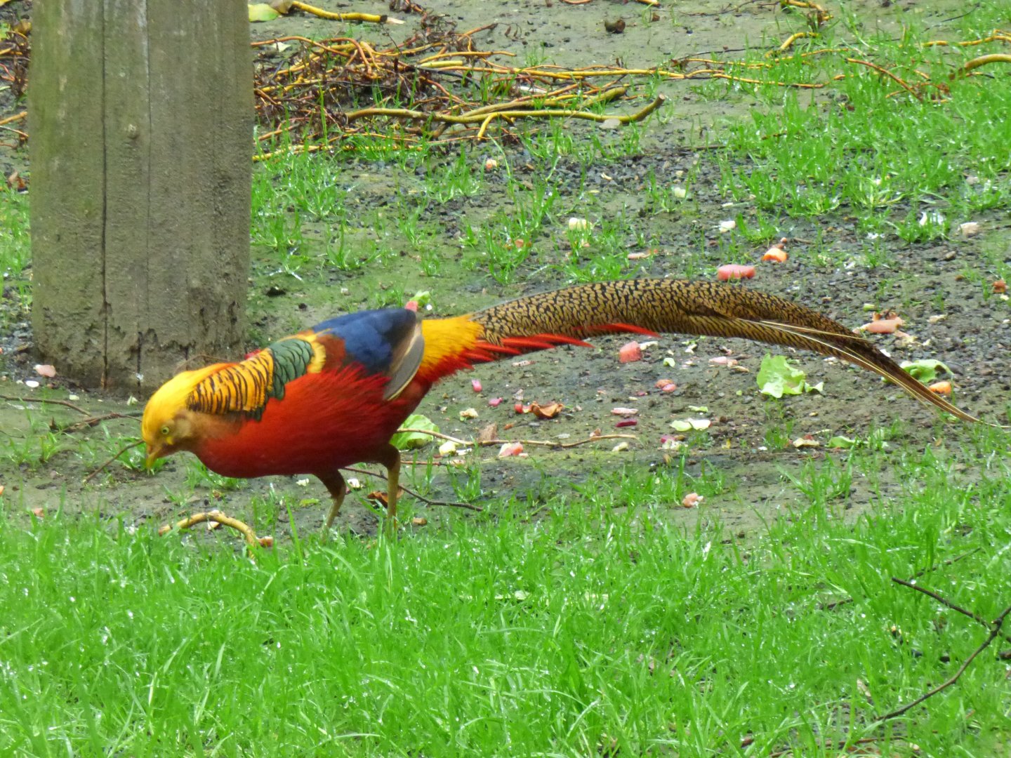 Golden pheasant (Chrysolophus pictus)