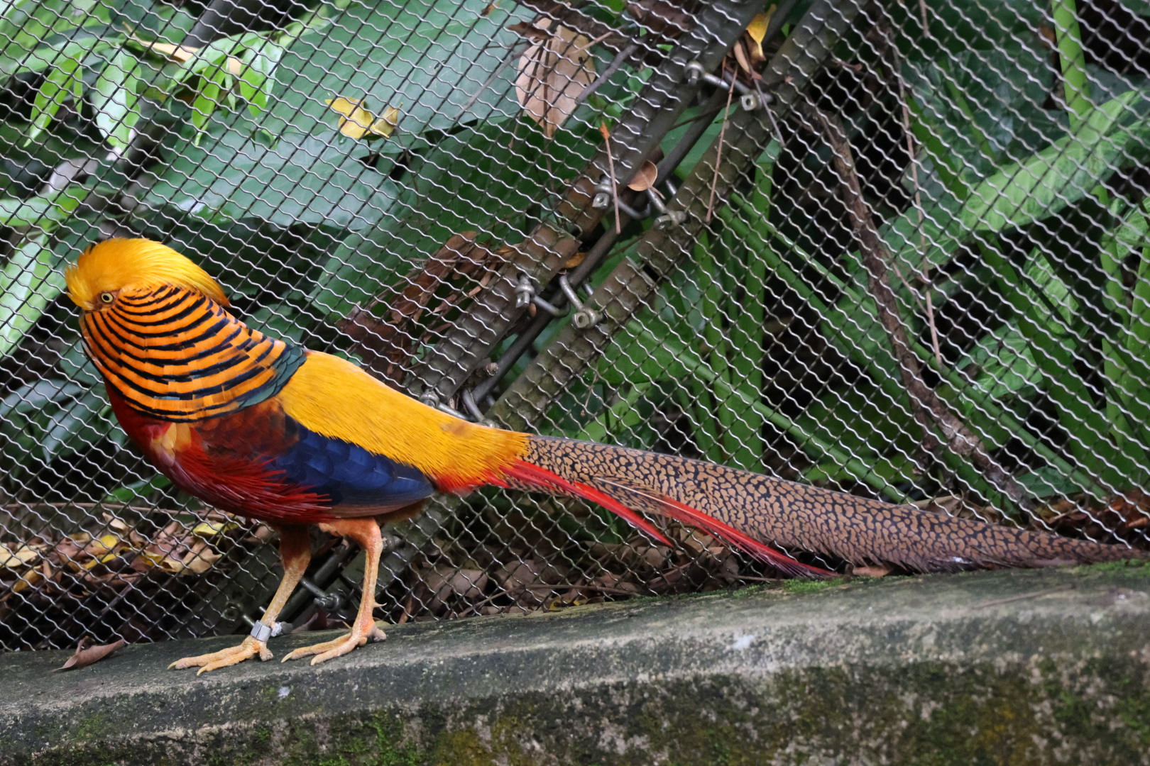 Golden pheasant (Chrysolophus pictus)