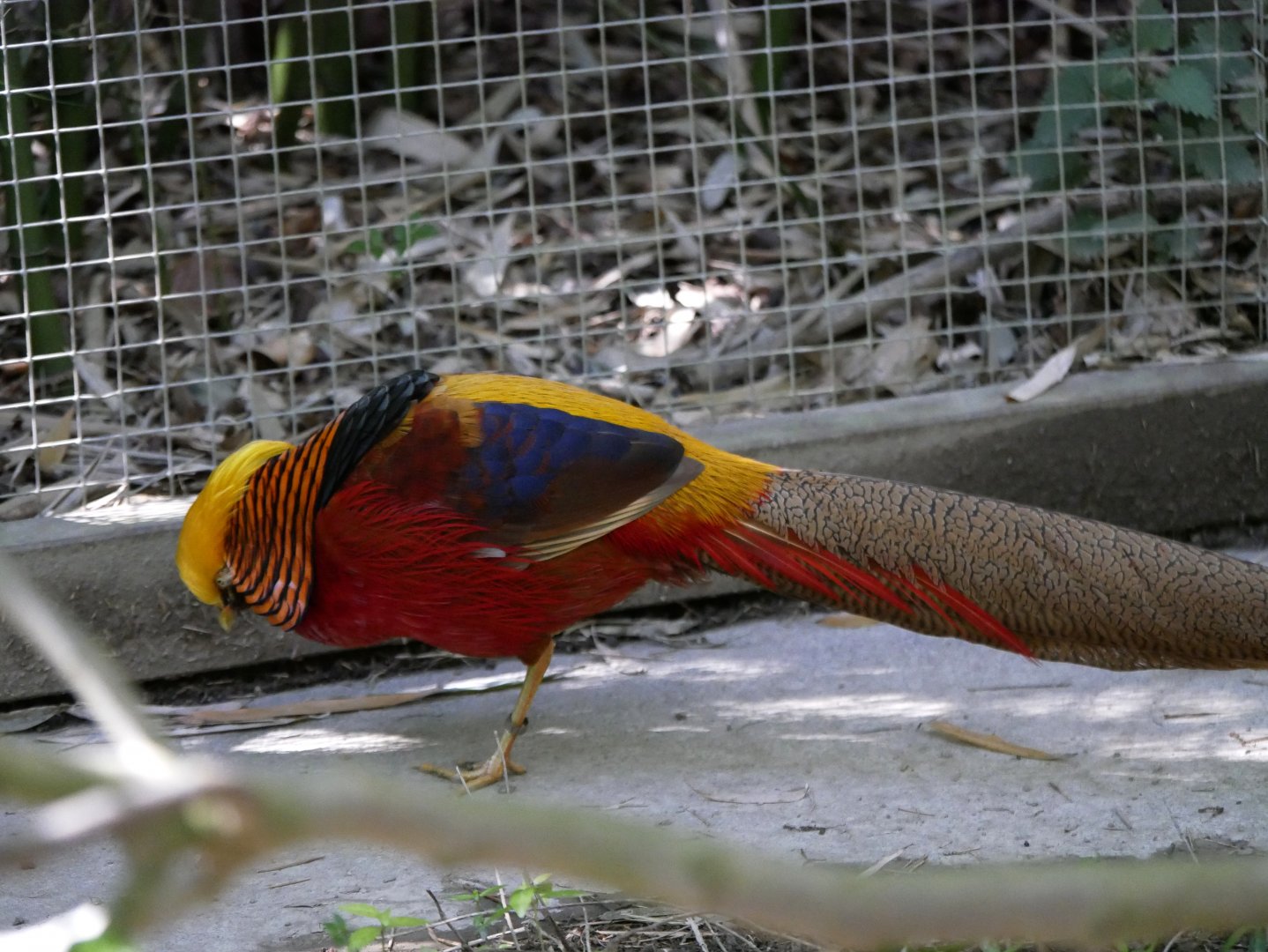 Golden pheasant (Chrysolophus pictus)
