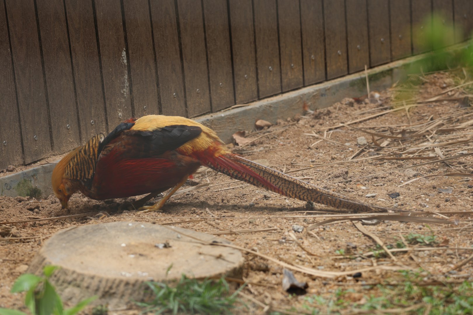 Golden pheasant (Chrysolophus pictus)