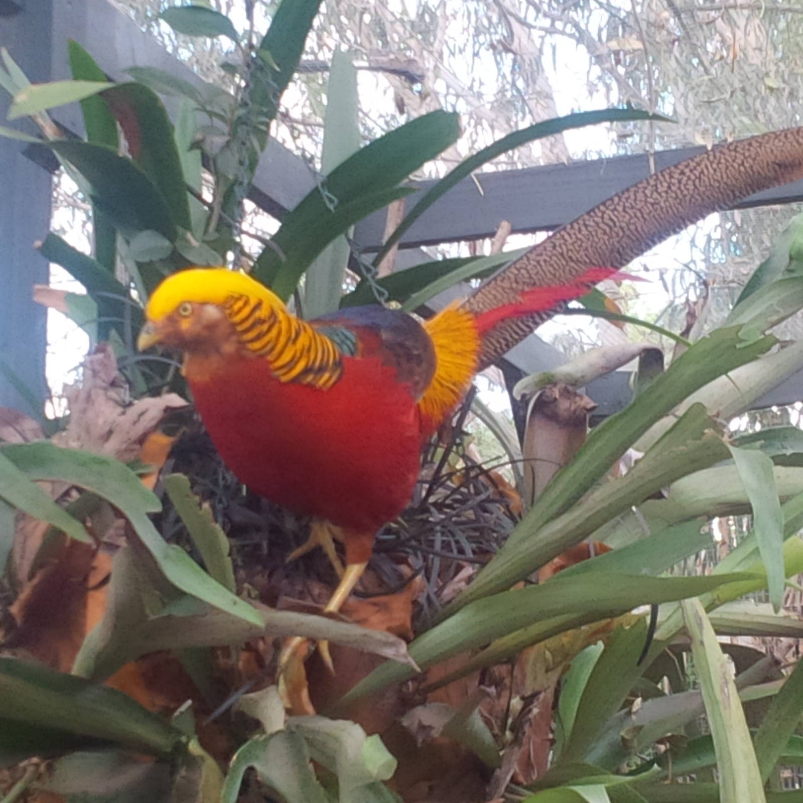 Golden Pheasant Cock