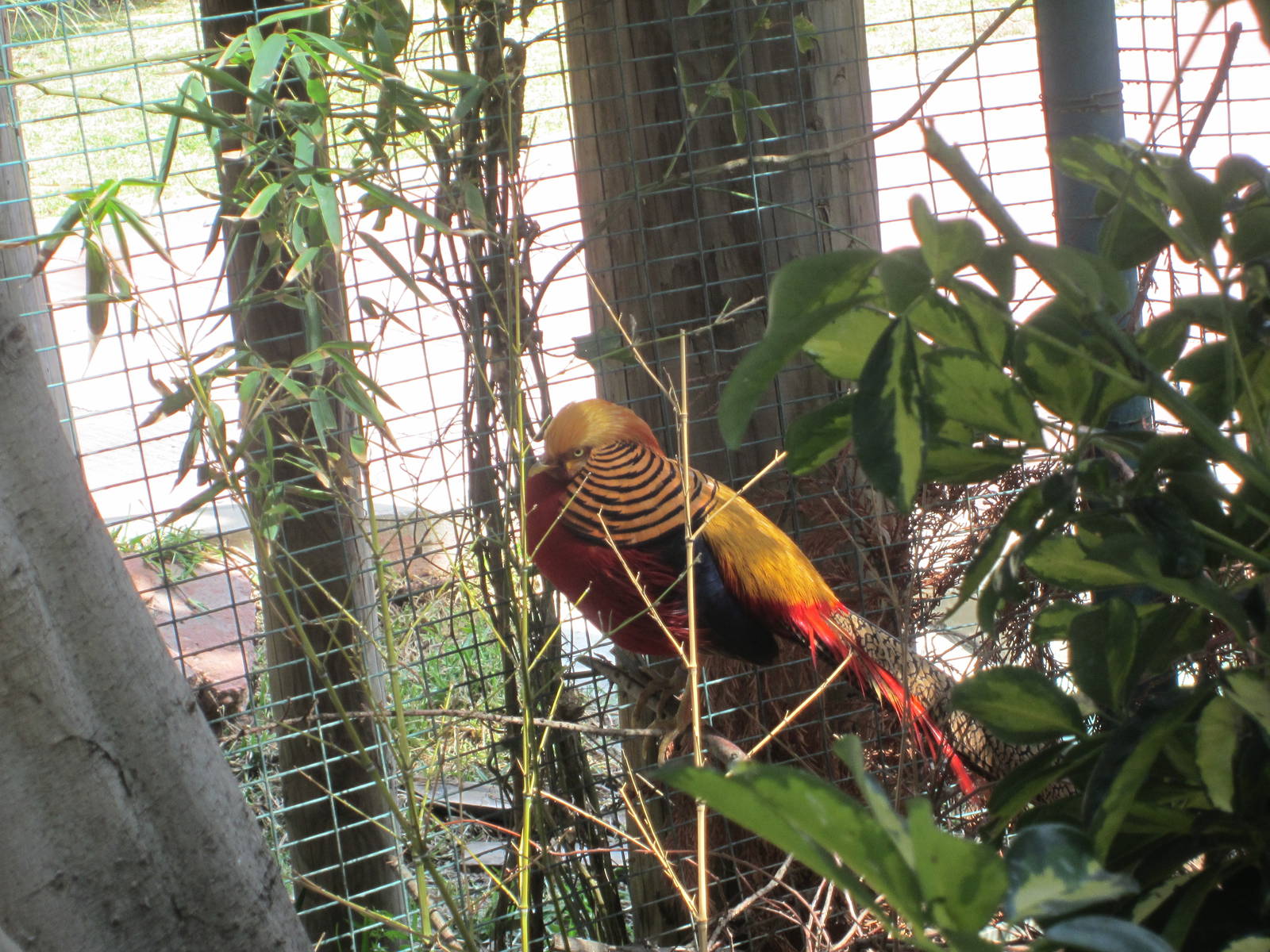 Golden pheasant cock