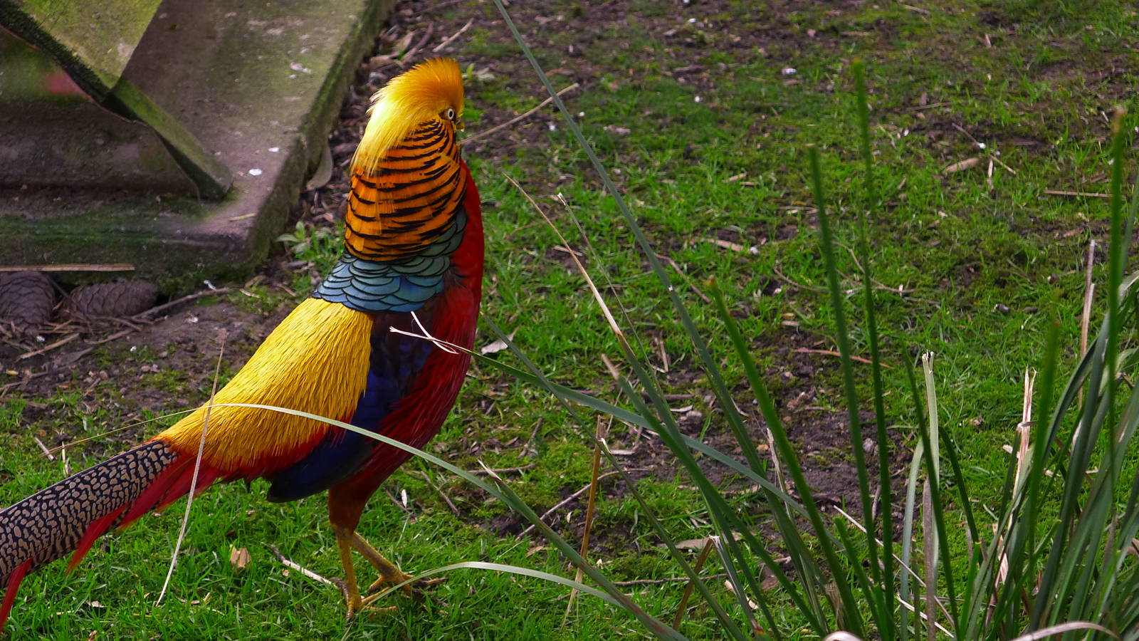 Golden Pheasant Cock