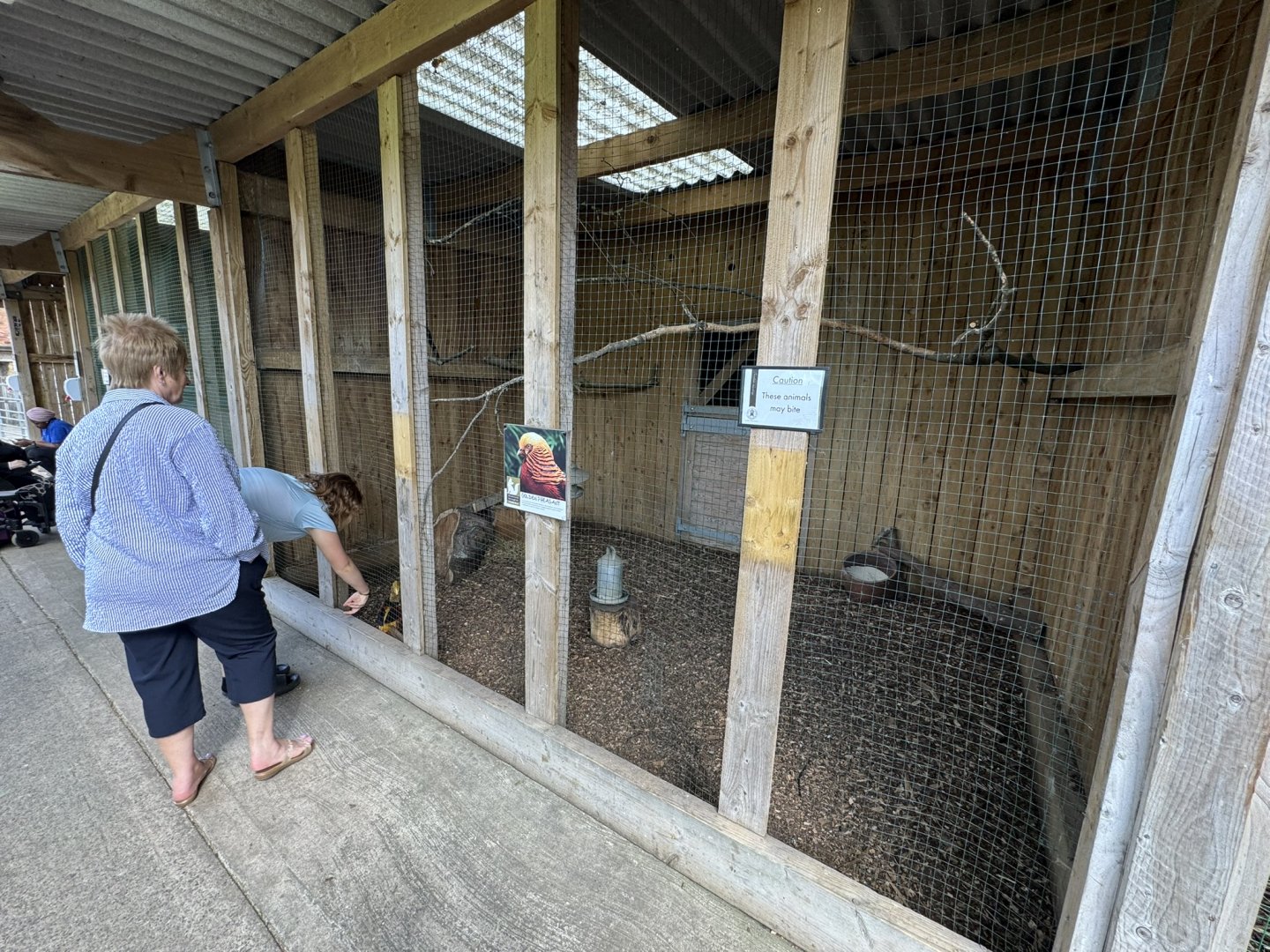 Golden Pheasant Enclosure at Wentworth Garden Centre (May 2025)
