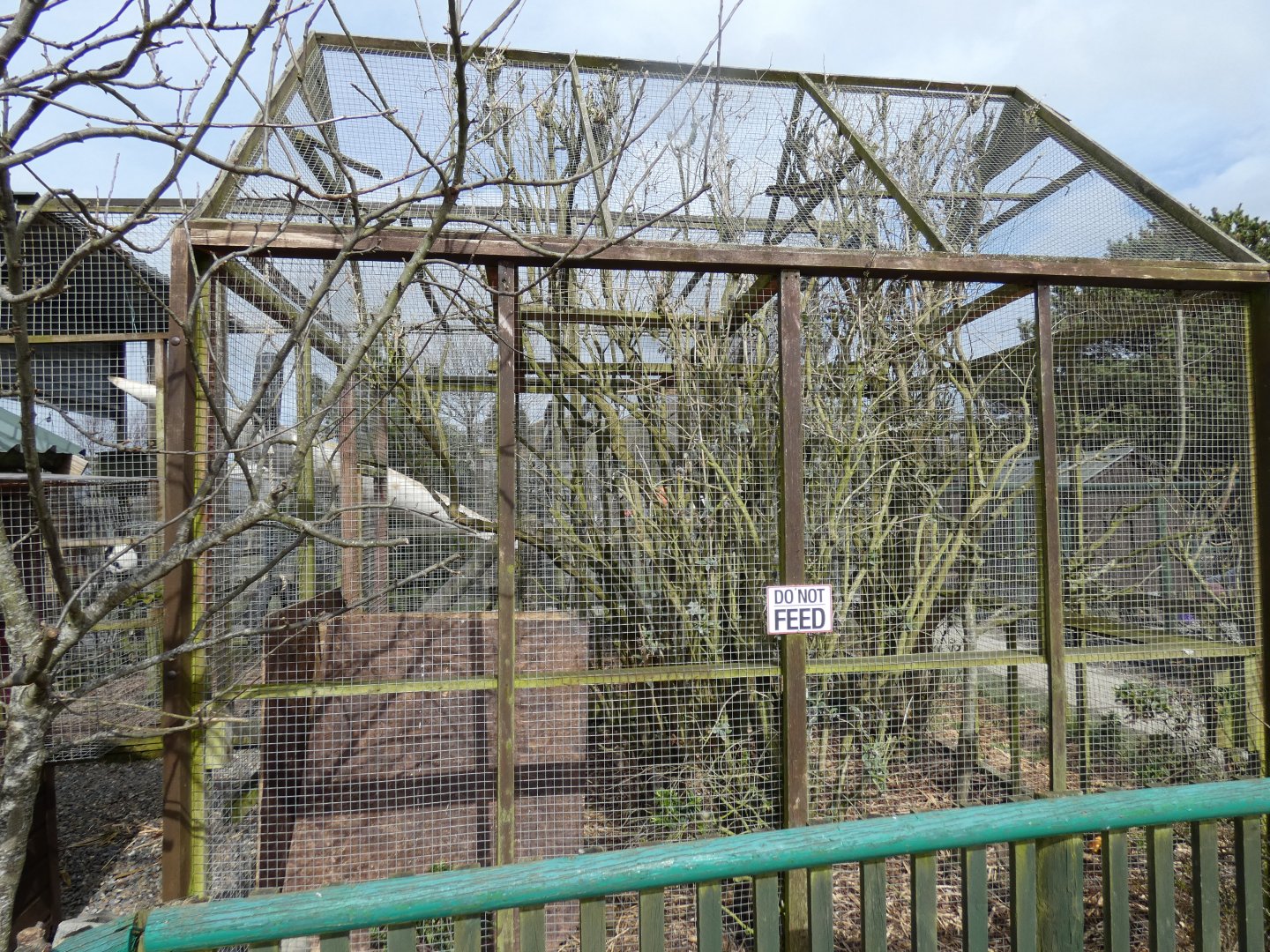 Golden Pheasant Enclosure (Former Squirrel Monkey)
