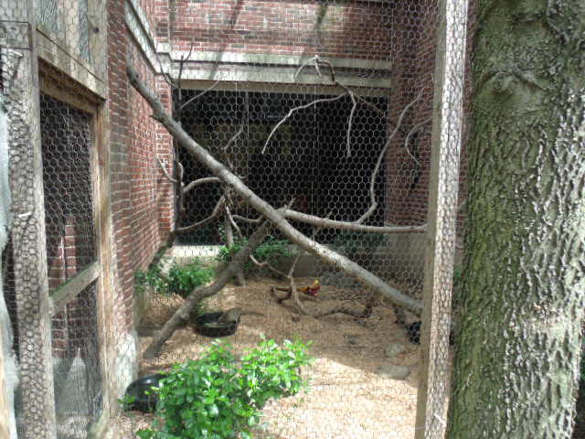 Golden Pheasant Enclosure