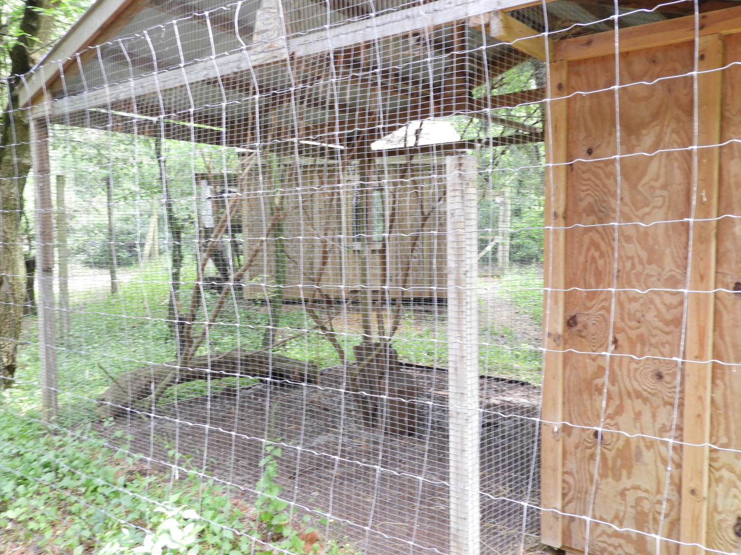 Golden Pheasant exhibit #1 - Wilderness Trail - Animal Gardens Petting Zoo