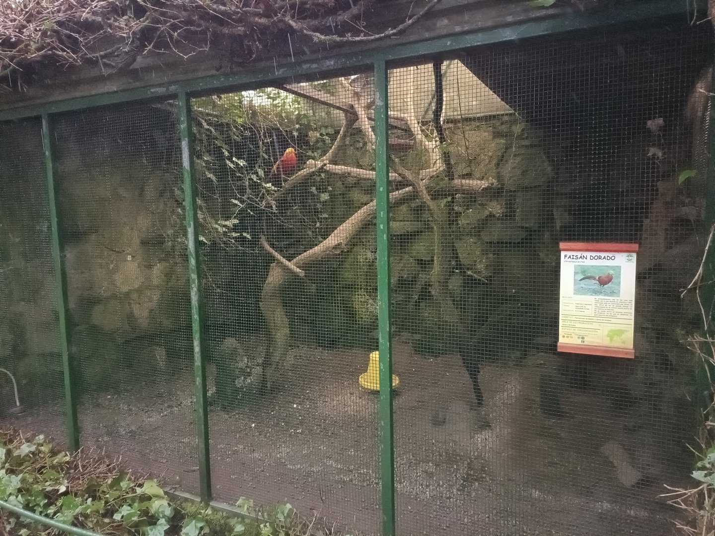 Golden pheasant exhibit - Avifauna Lugo