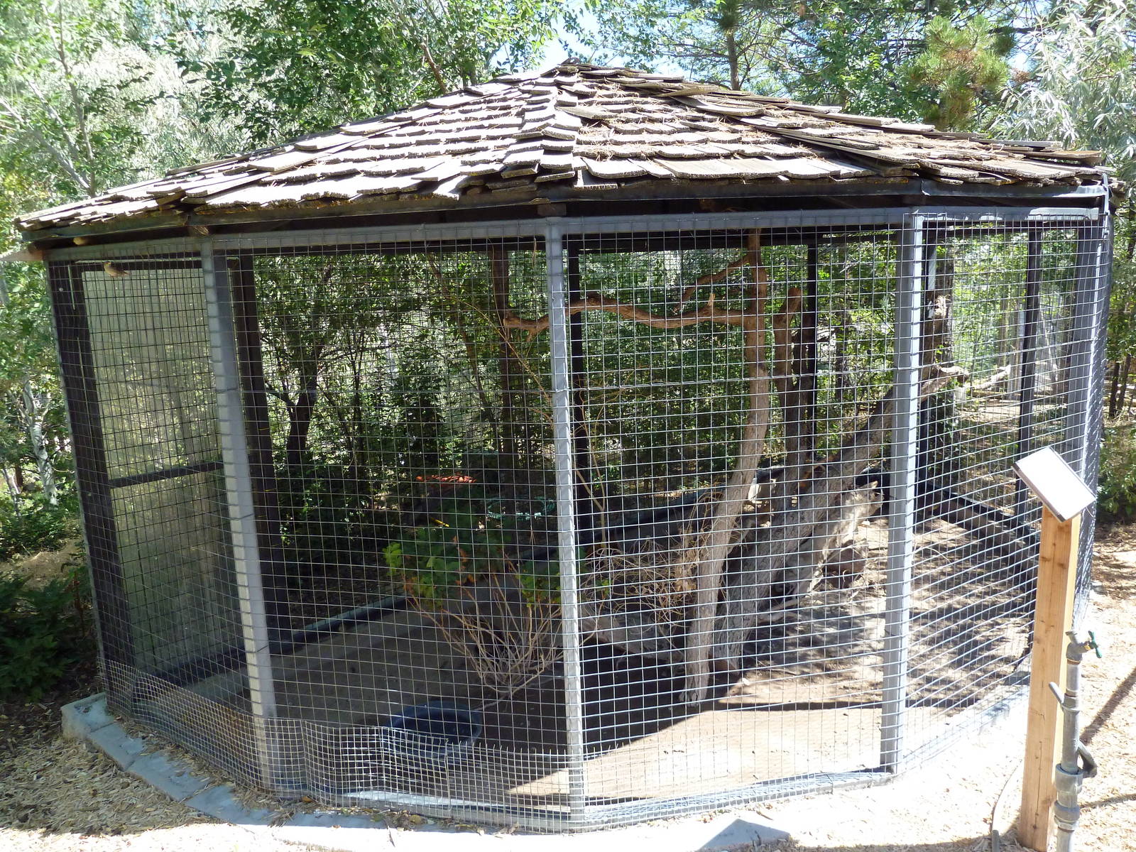 Golden Pheasant Exhibit