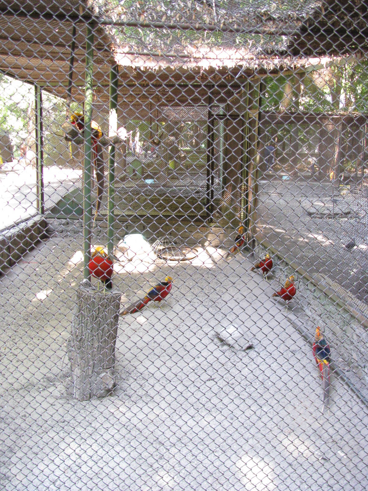 Golden pheasant exhibit