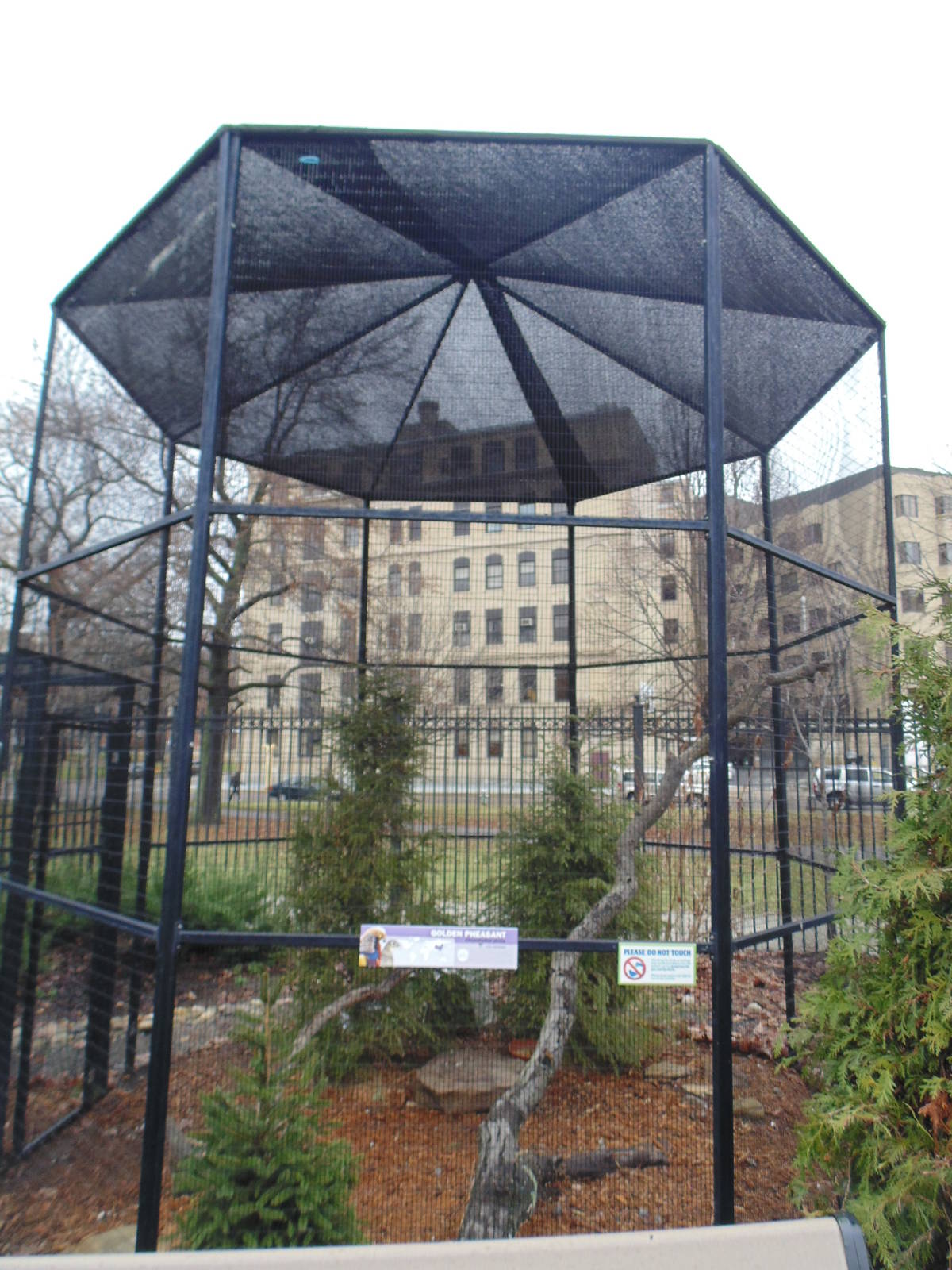 Golden Pheasant Exhibit