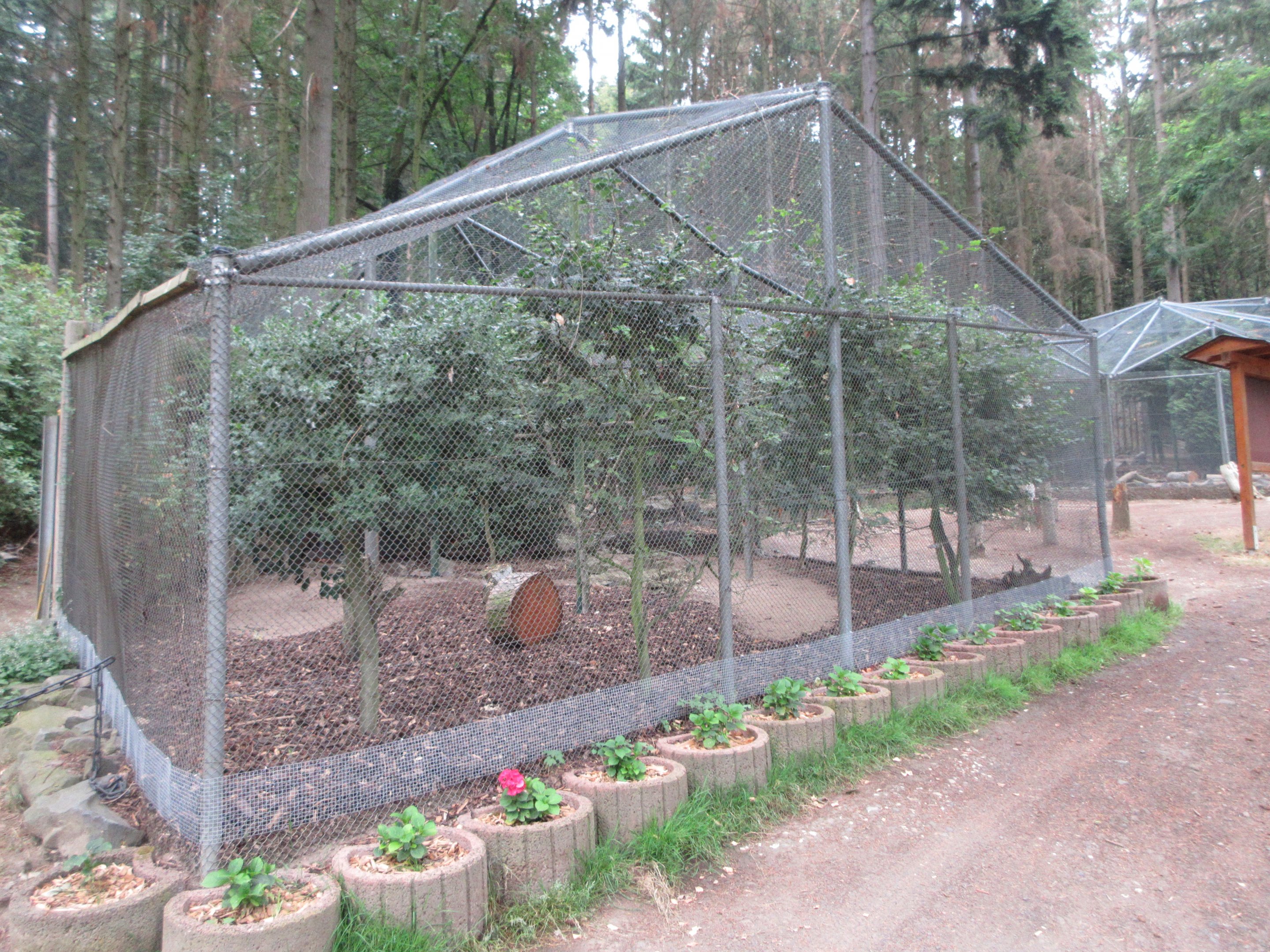 Golden Pheasant Exhibit