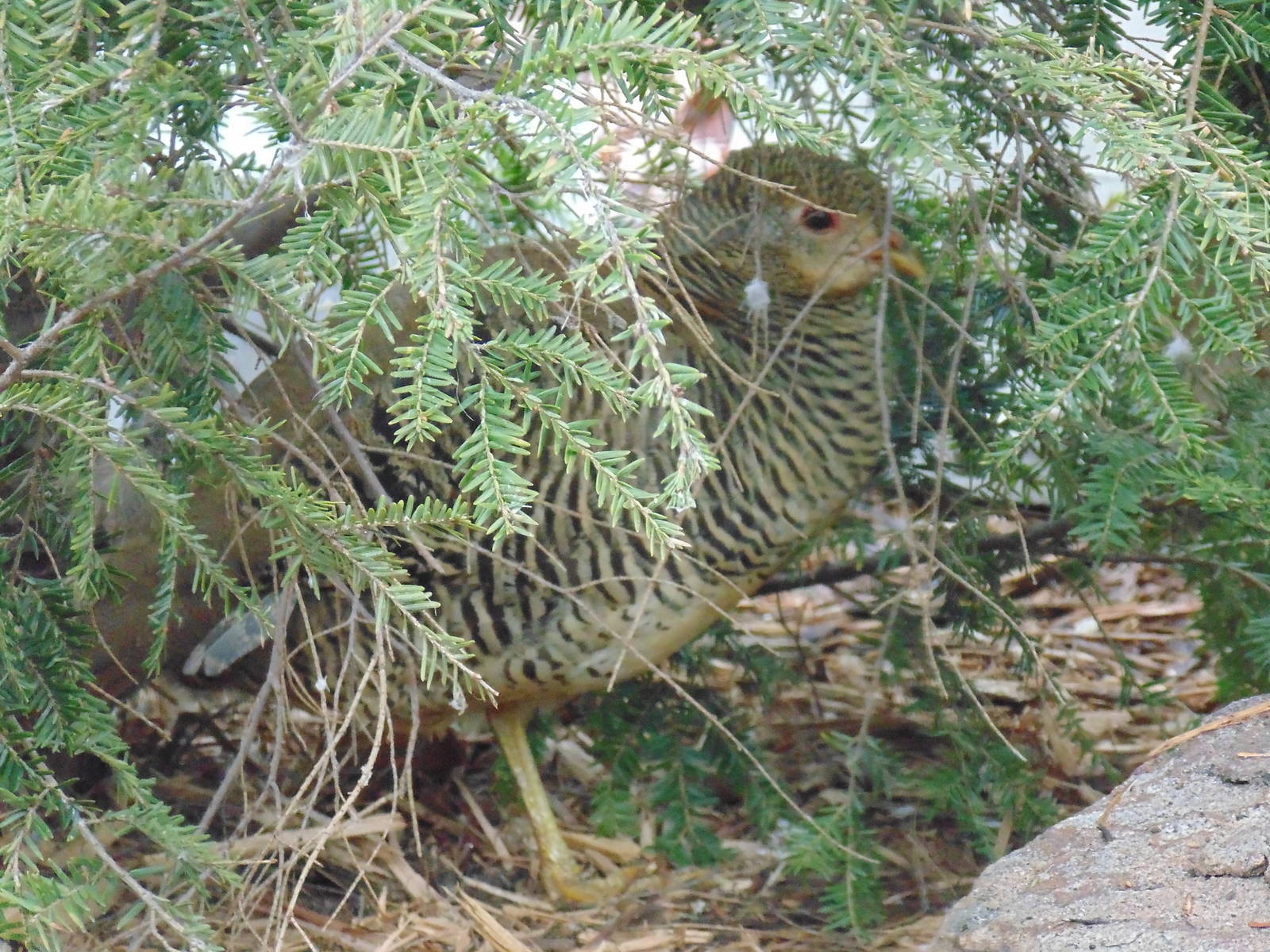 Golden Pheasant Female
