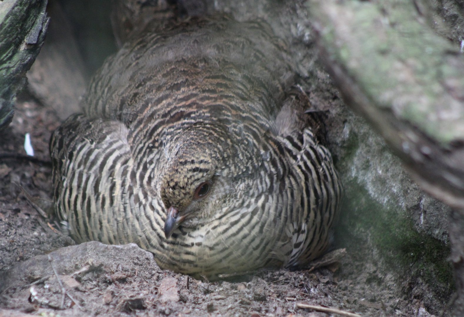 Golden pheasant - female