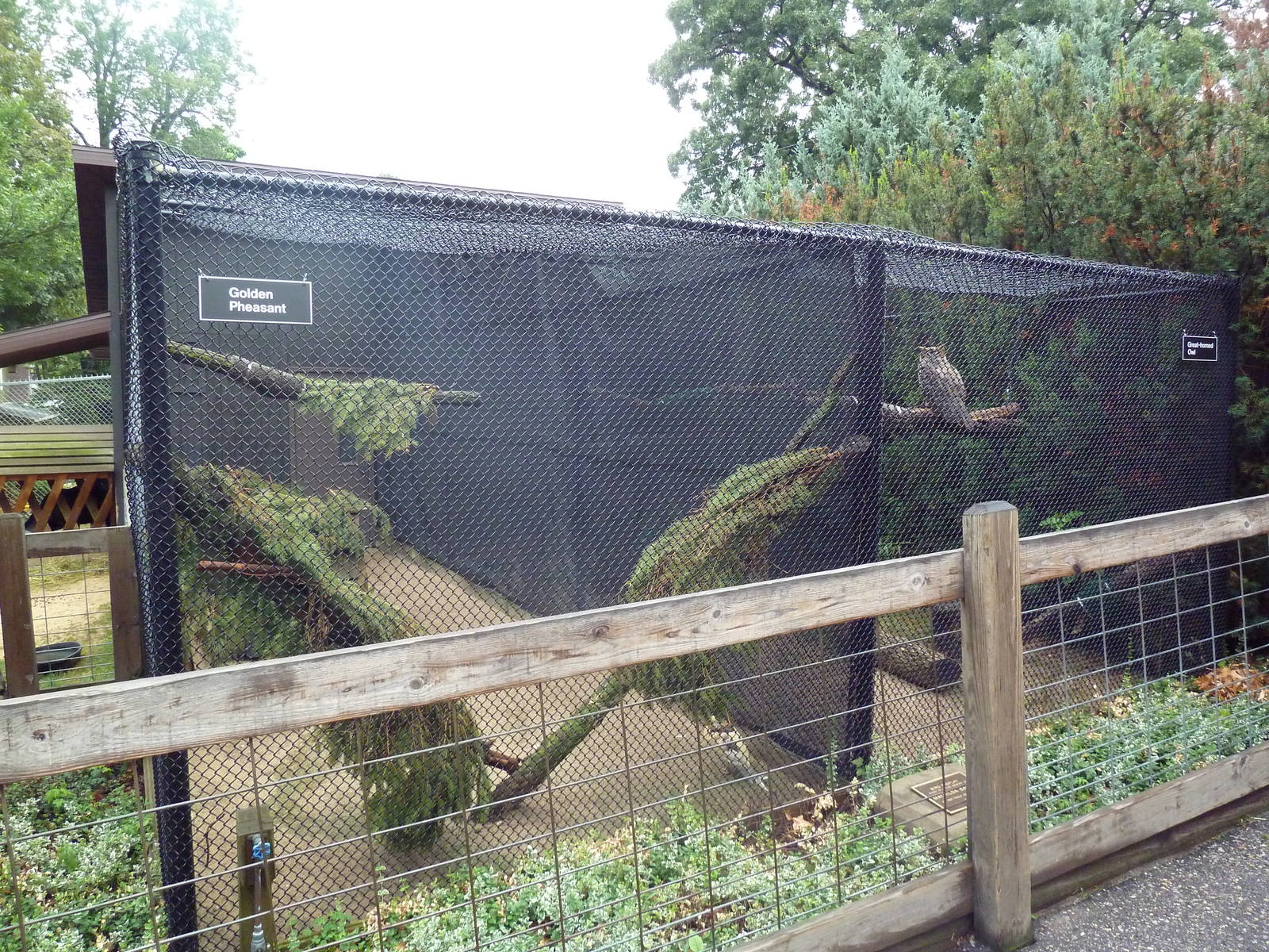 Golden Pheasant + Great Horned Owl Aviaries