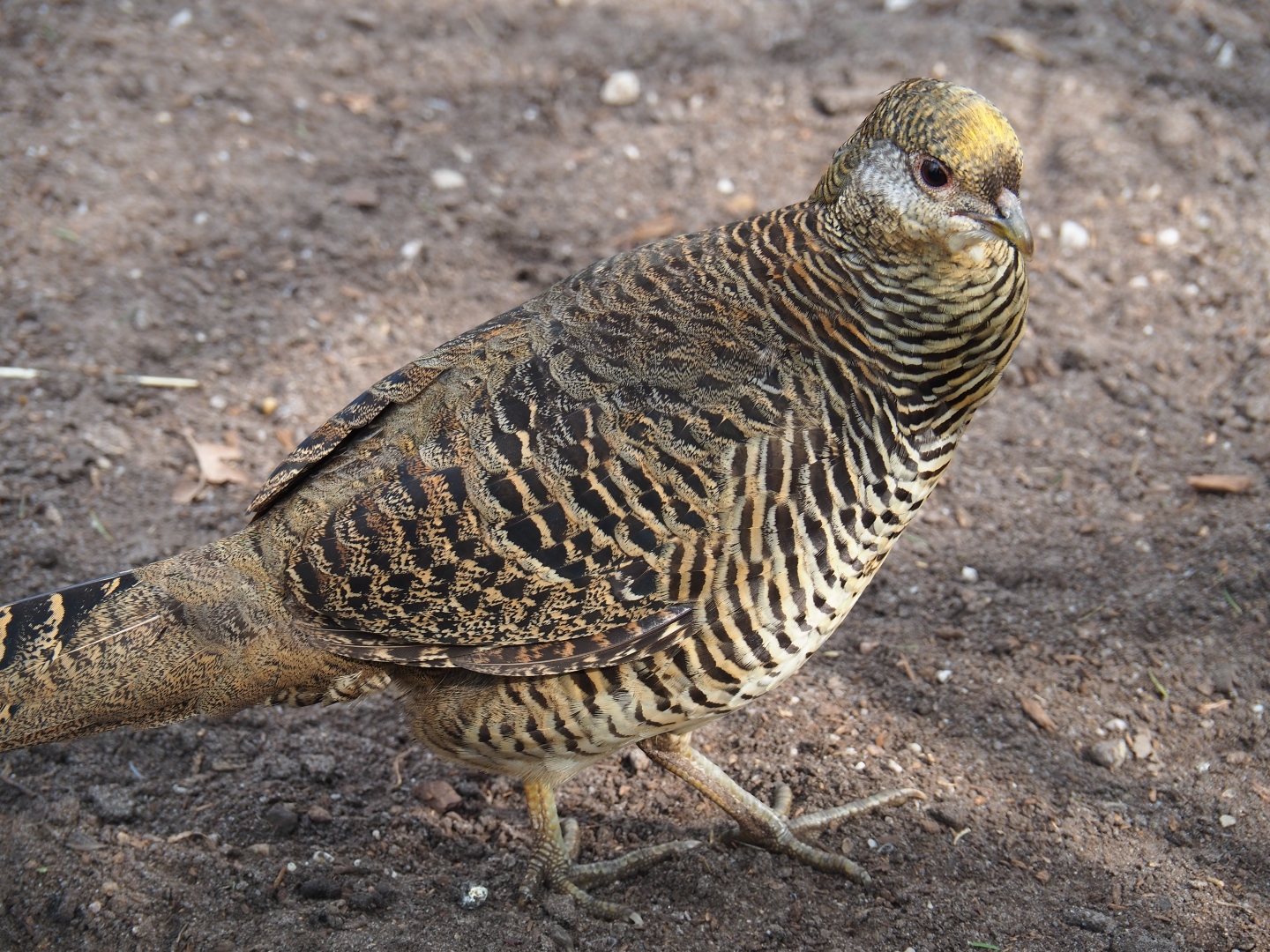 Golden pheasant hen (Chrysolophus pictus), 2019-04-06