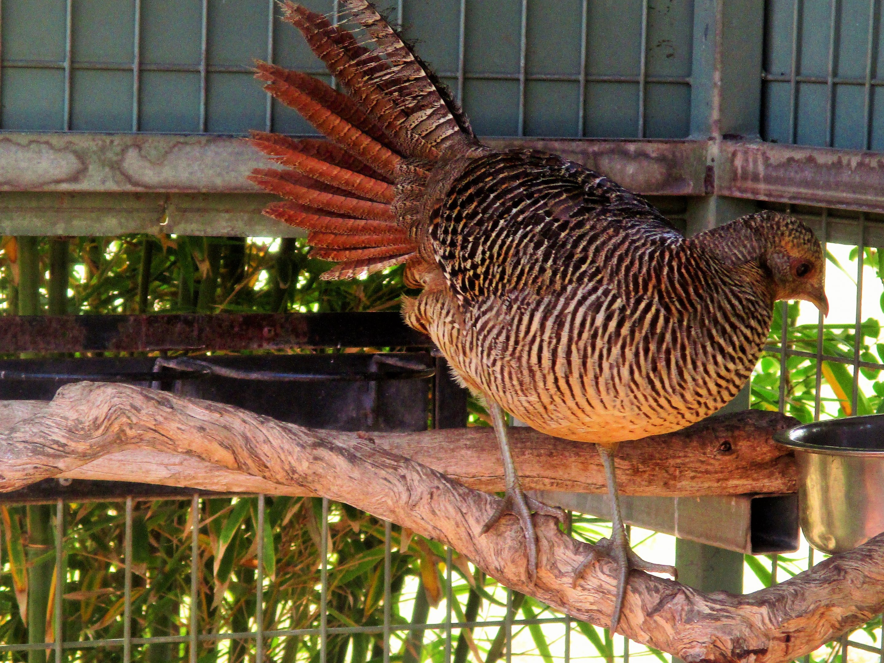 Golden Pheasant Hen (Chrysolophus pictus)- December 2017