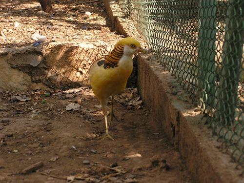 Golden Pheasant in Antalya Zoo