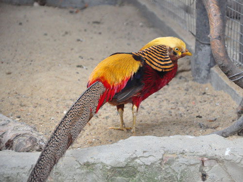 Golden Pheasant in Kishinev Zoo