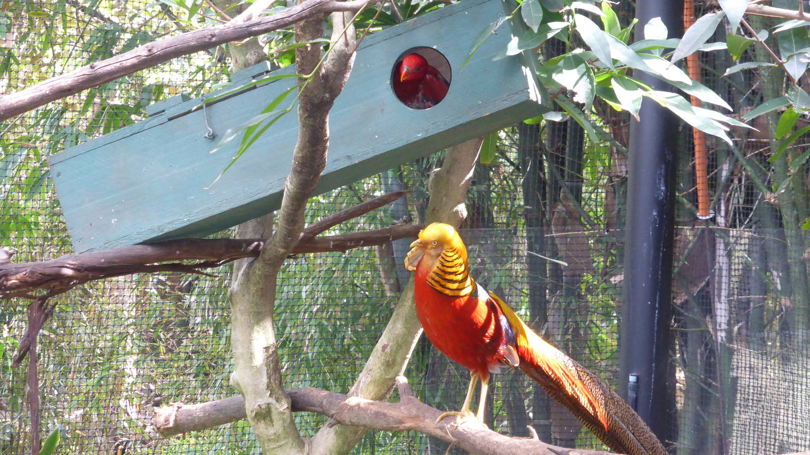 Golden Pheasant investigates lory nest