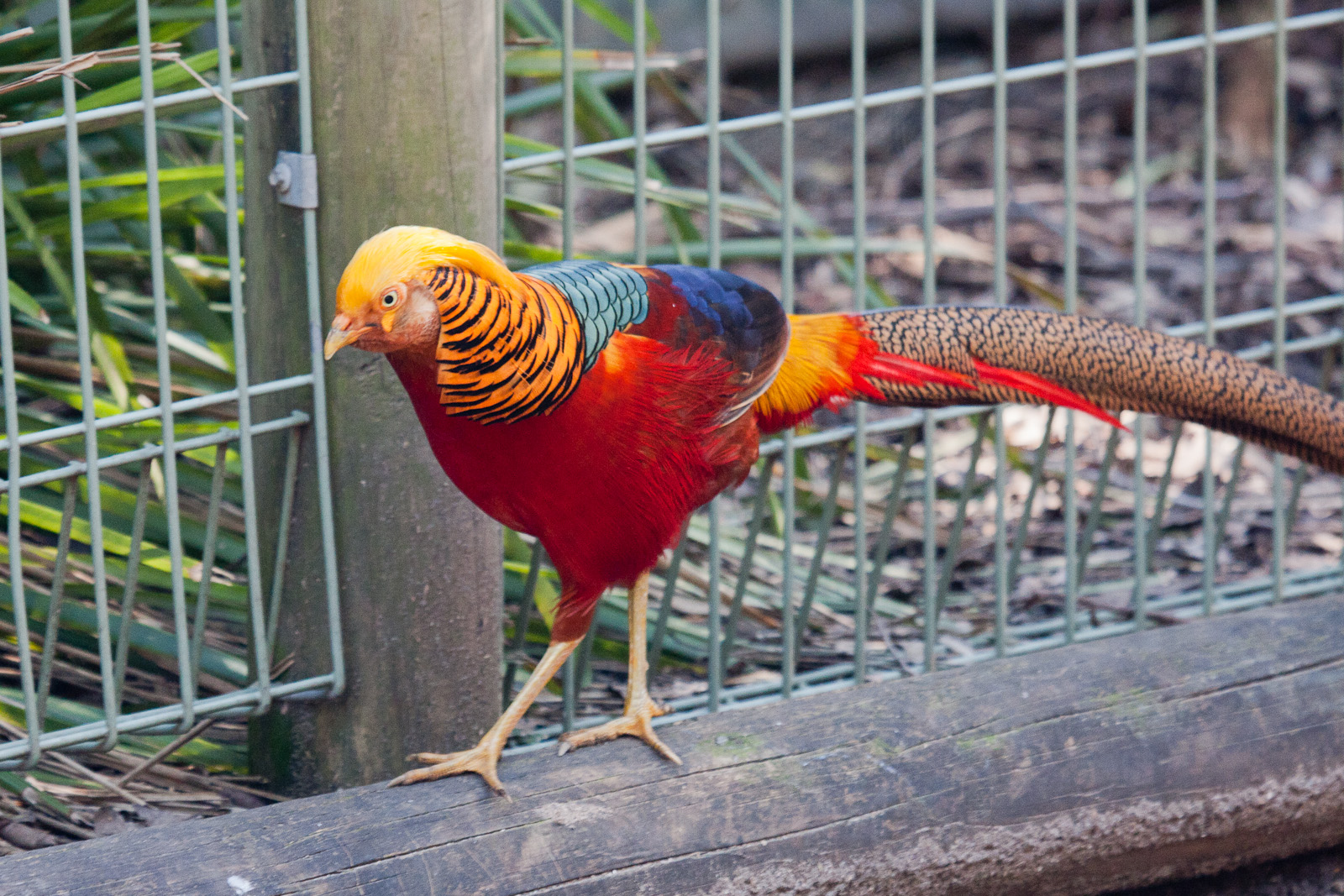 Golden Pheasant, Jul 2011